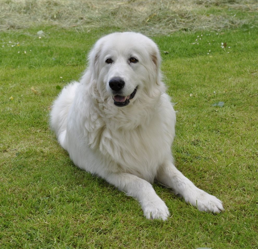 Maremma Sheepdog dog on the grass photo and wallpaper. Beautiful
