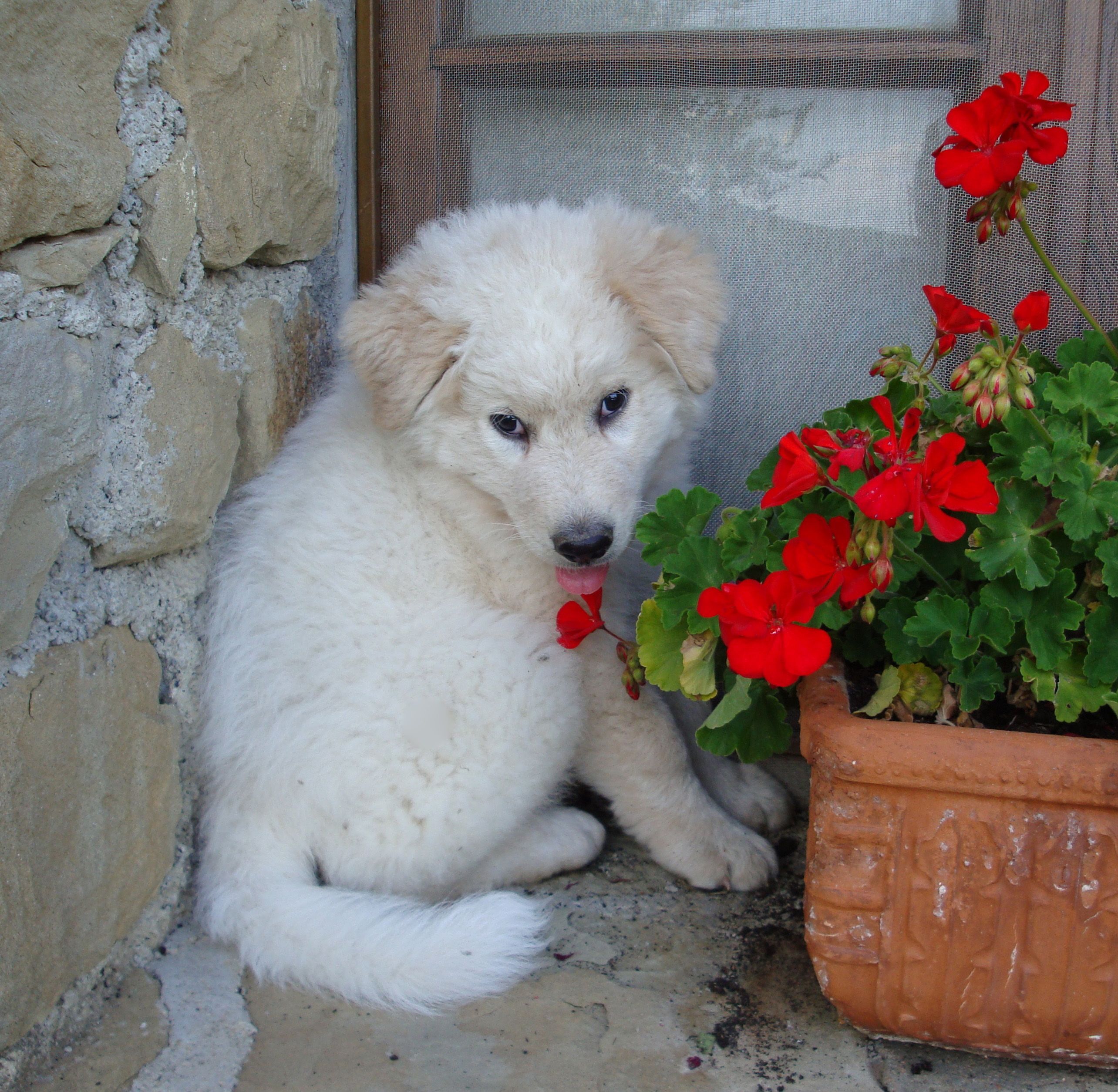 Maremma Sheepdog puppy with a flower photo. Maremma sheepdog