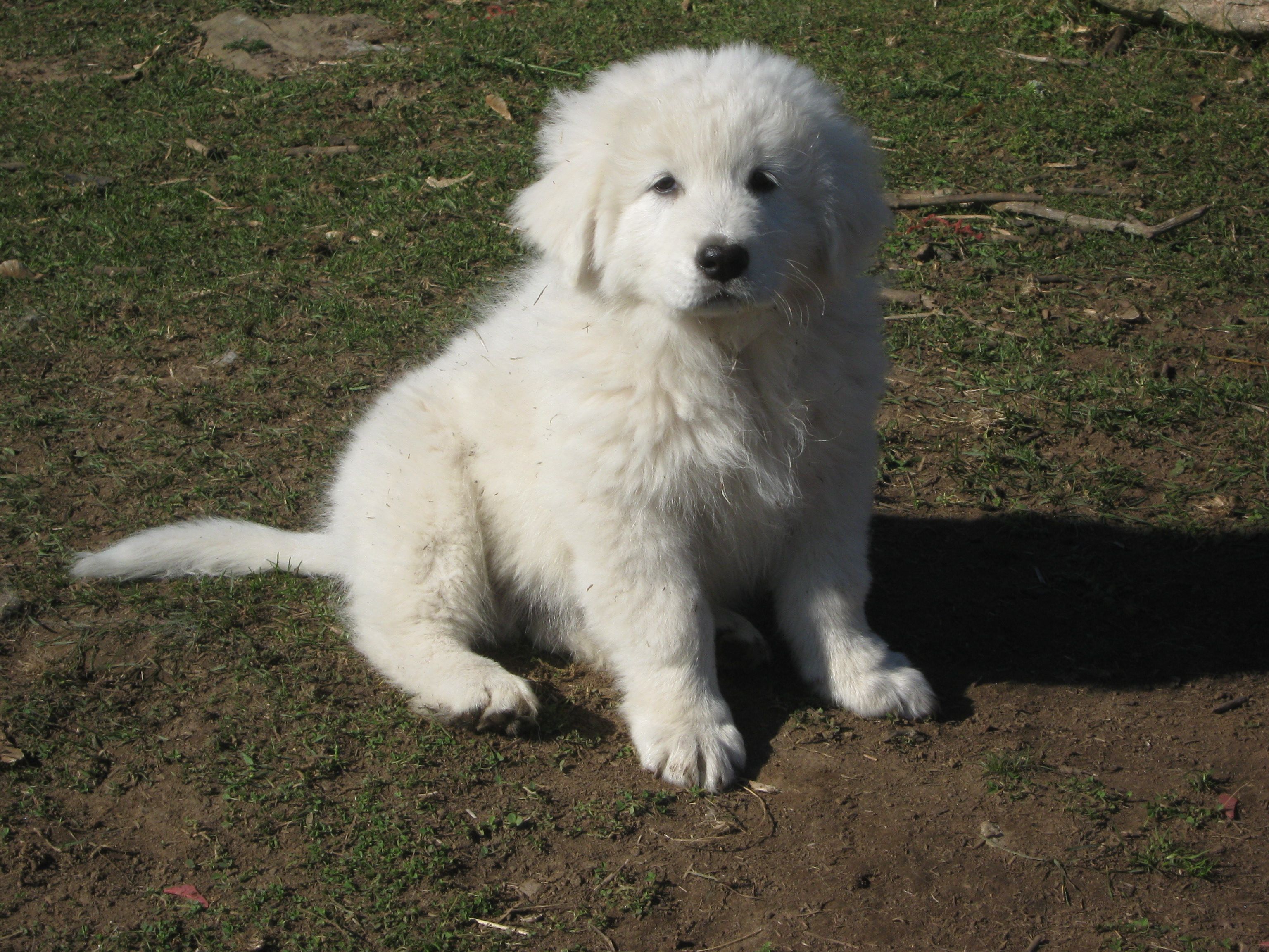Kuvasz maremma free HQ online Puzzle Games on Newcastlebeach