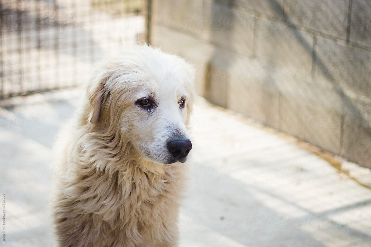 Stray old maremma sheepdog looking away with sad eye in dog pound