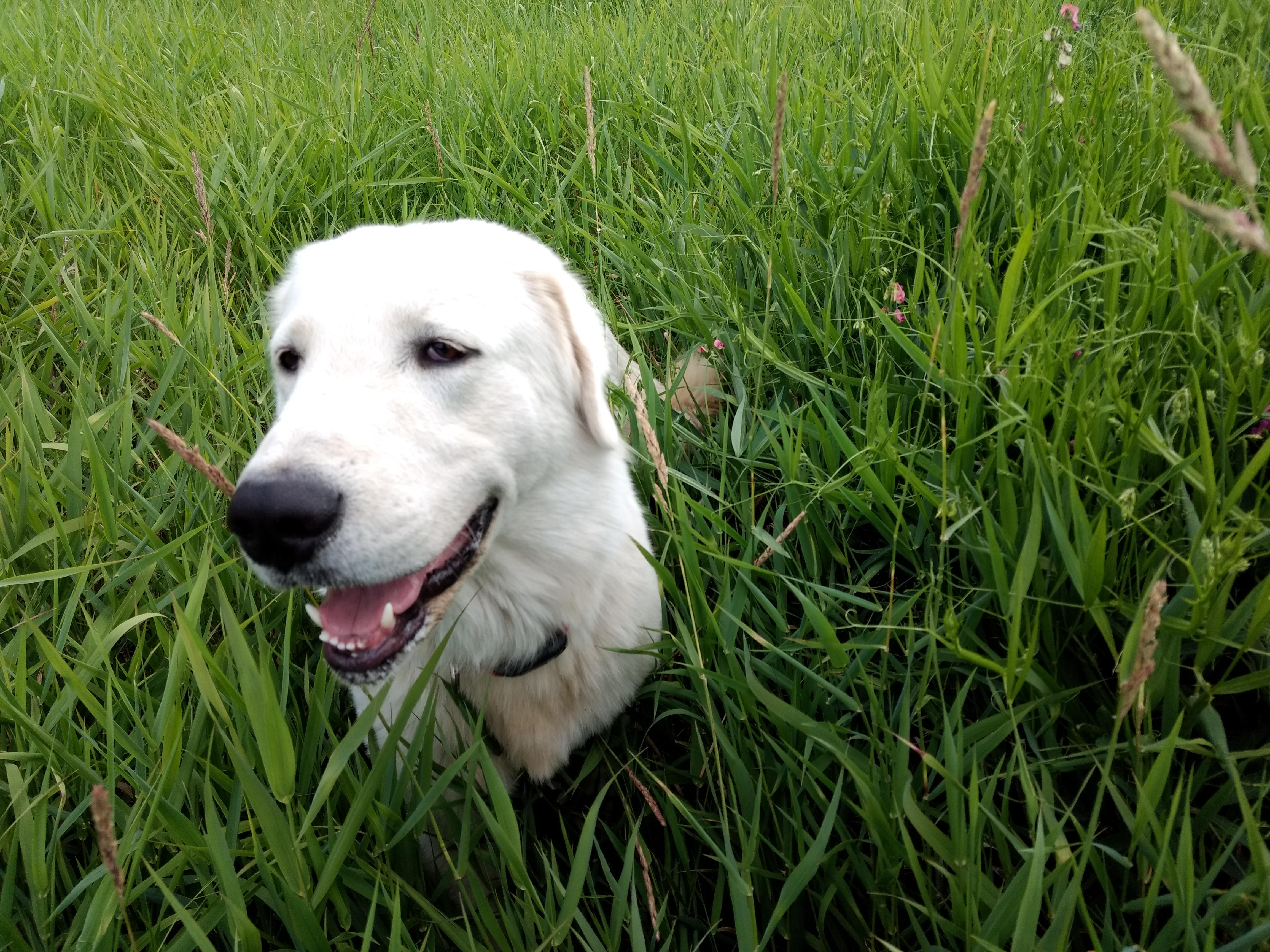 Maremma Sheepdog in a