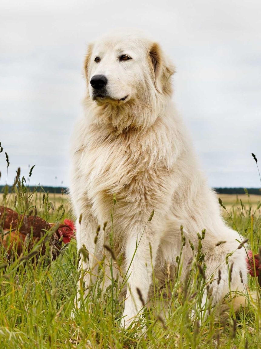 Maremma Sheepdogs Wallpapers - Wallpaper Cave