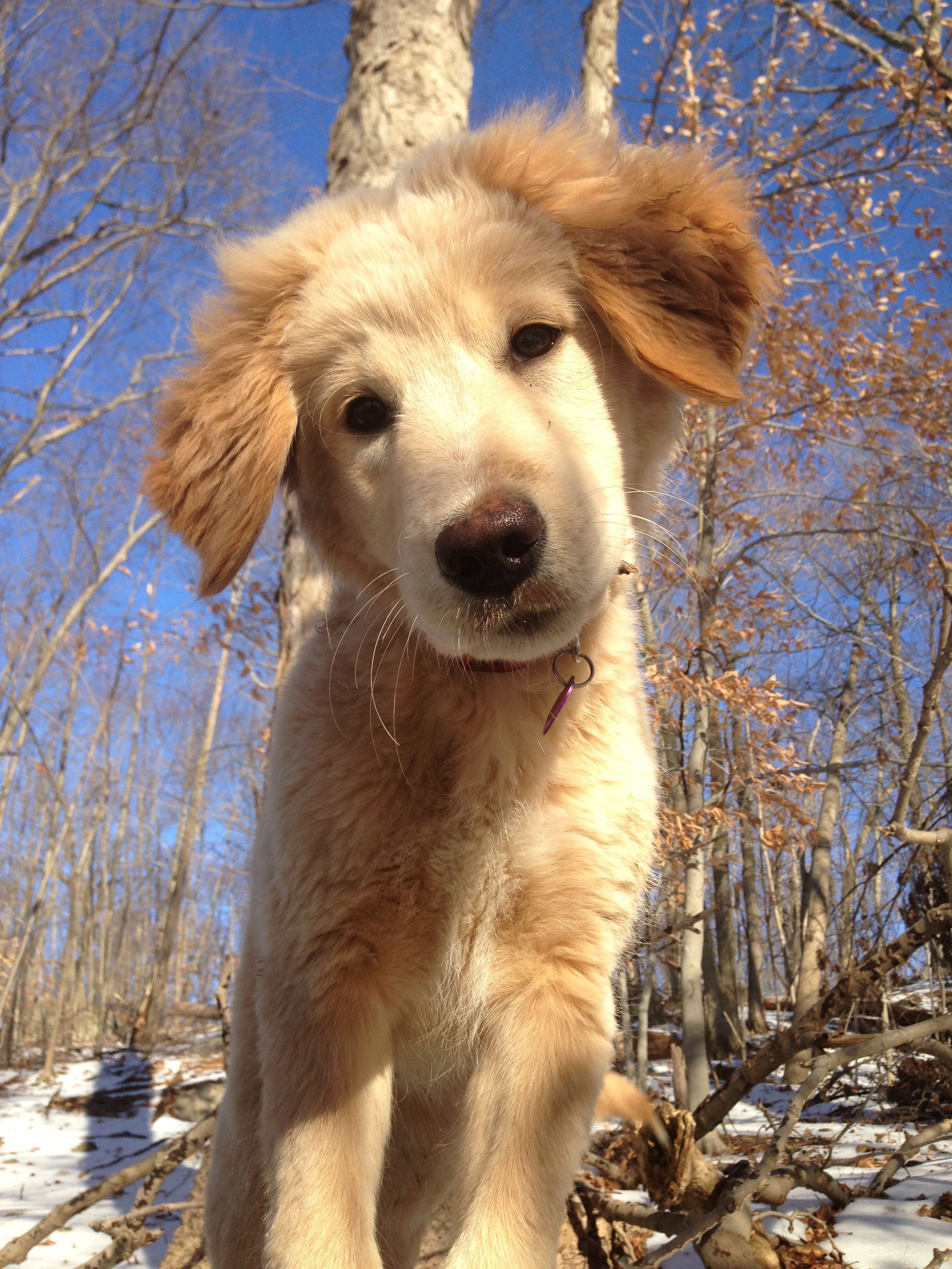 White Maremma Sheepdog Golden Retriever Mix Puppy :)