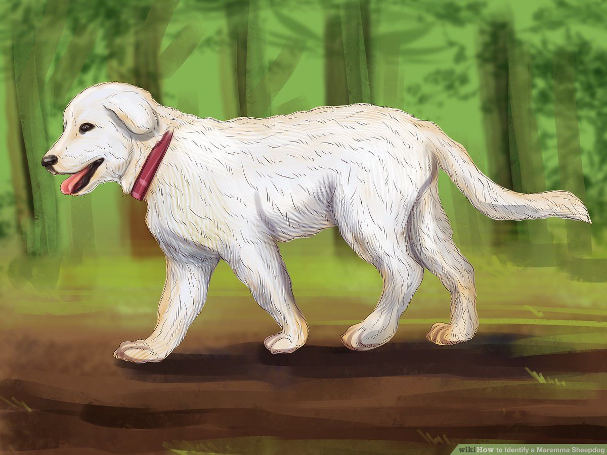Ways to Identify a Maremma Sheepdog