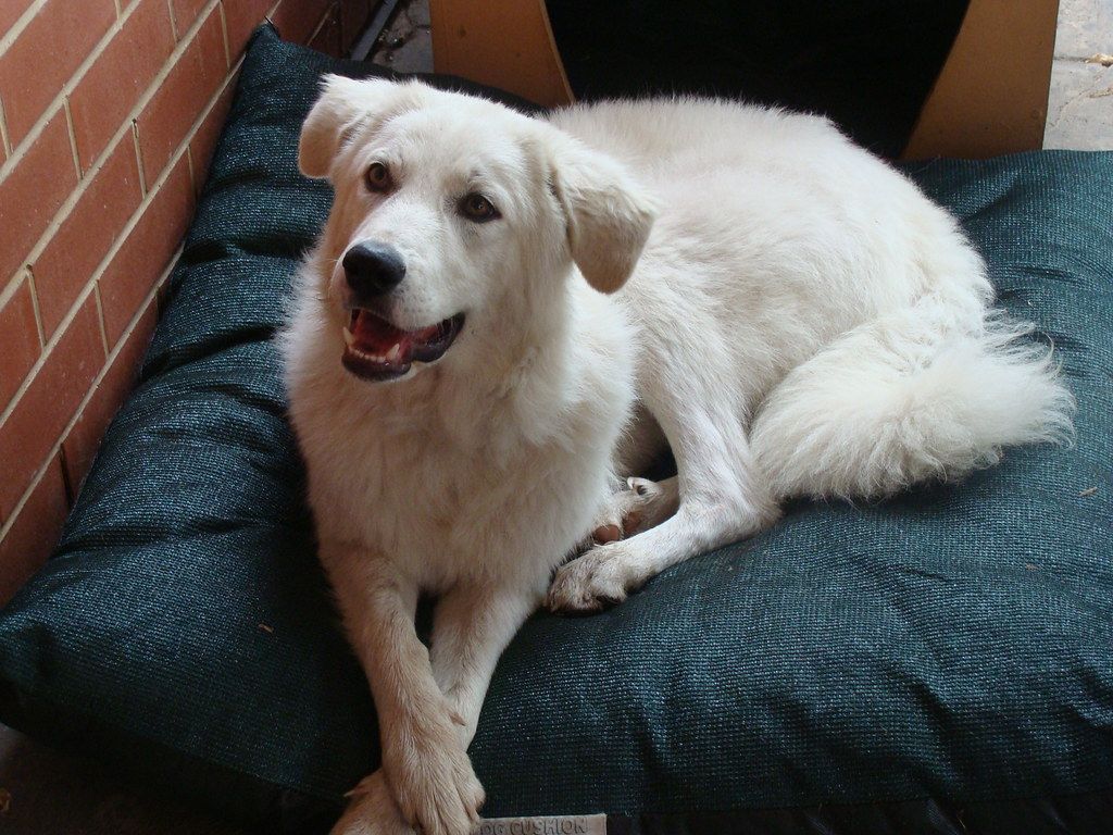 Luna, maremma sheepdog