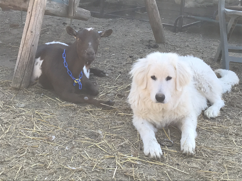 Maremma Sheepdogs in Lemoore, California
