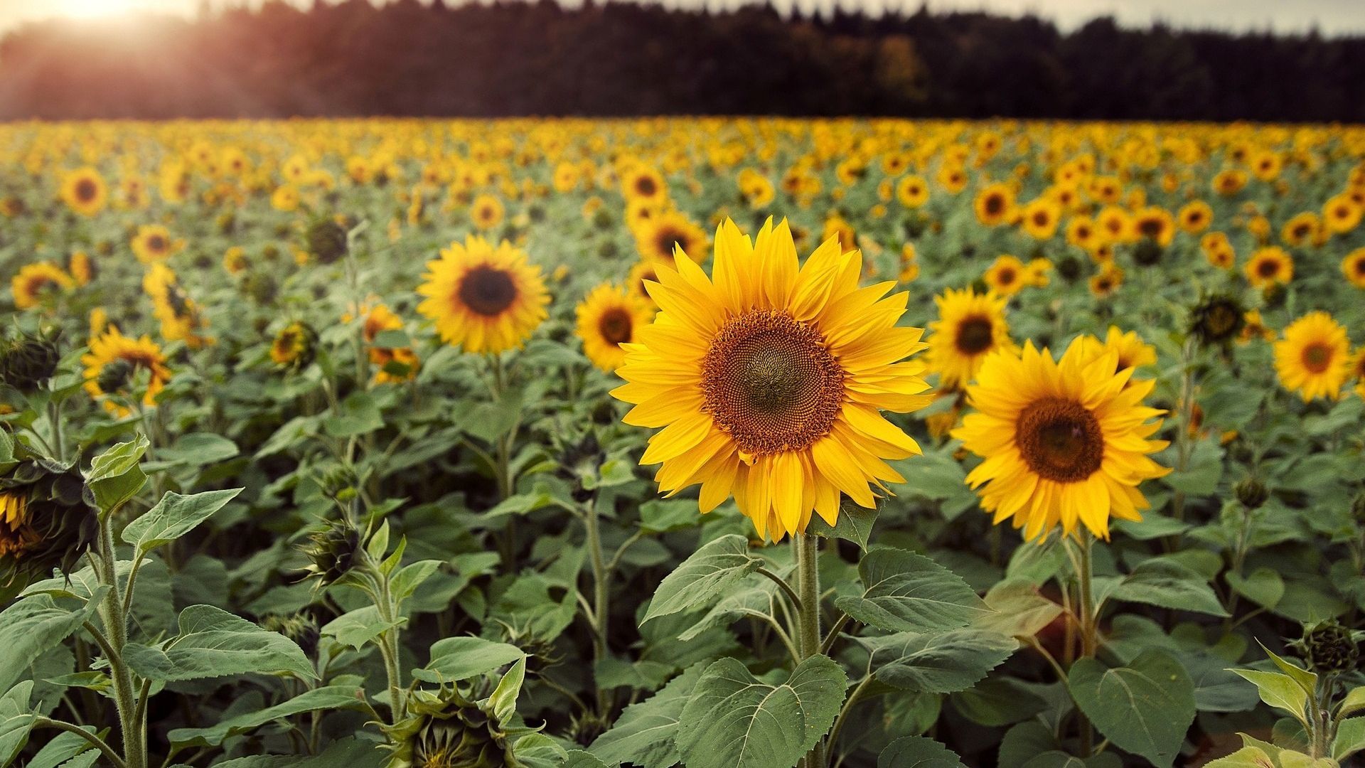 Sunflowers Field in Summer Season Wallpaper