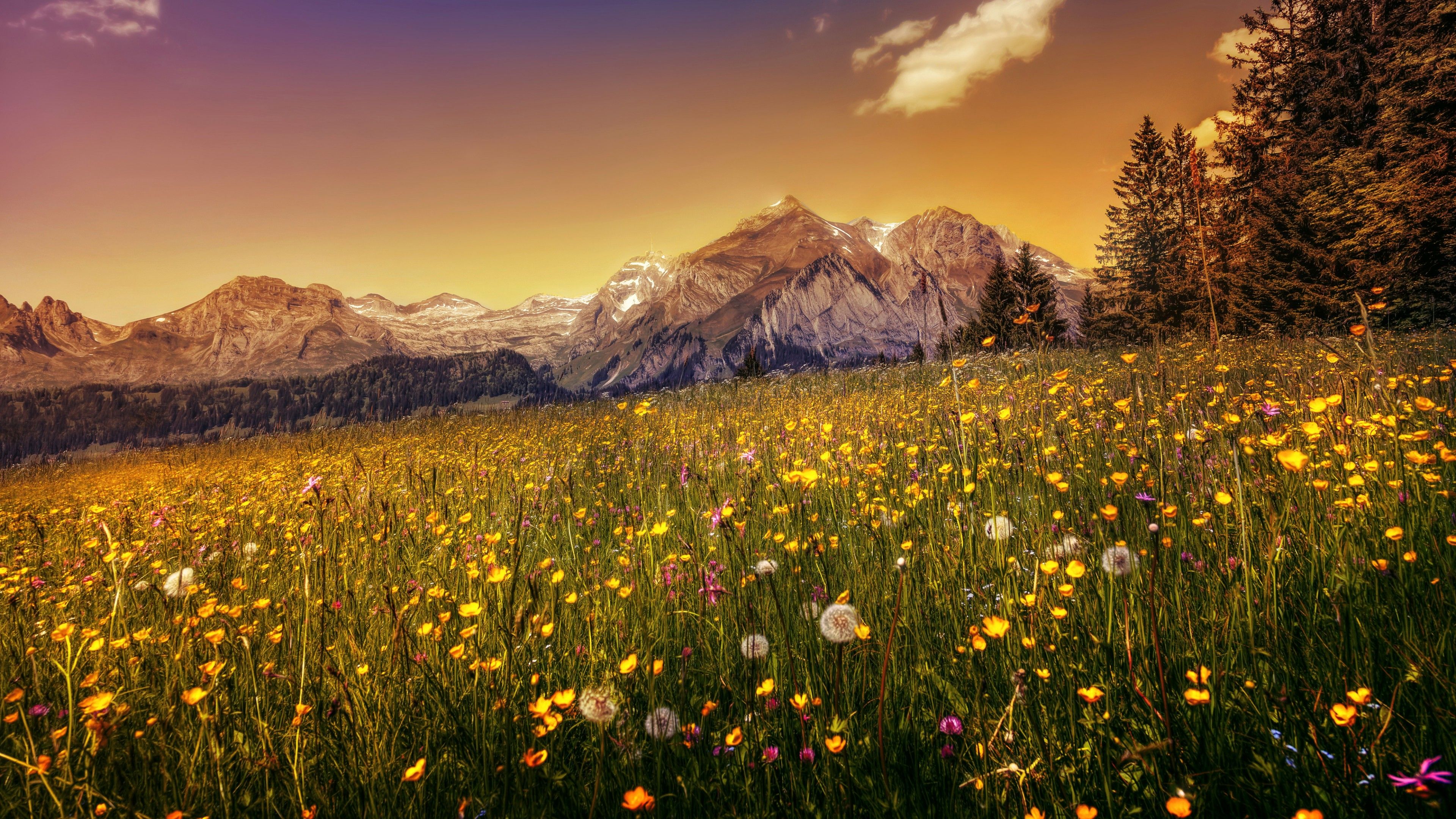 Wallpaper Dandelion flowers, Buttercup field, Mountains, HD, 4K