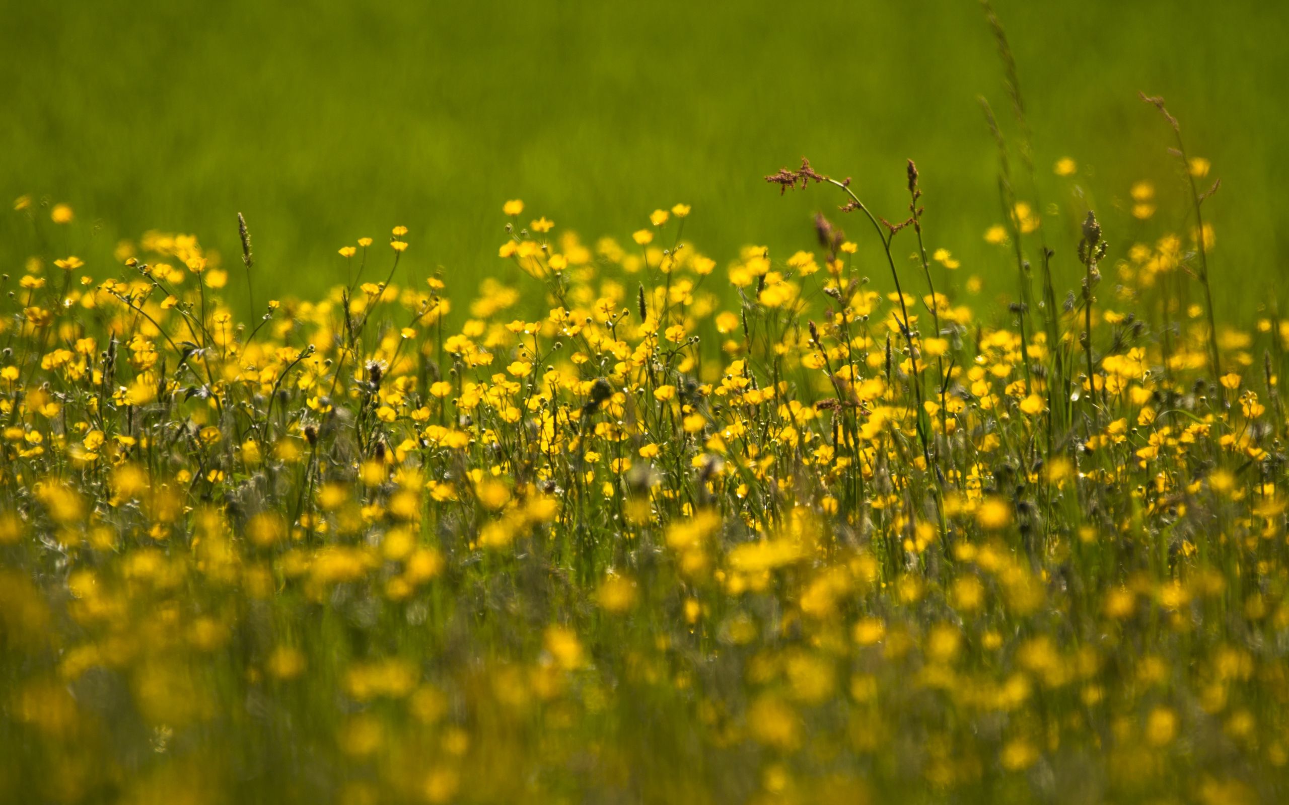 Download 2560x1600 wallpaper buttercup, flowers field, yellow