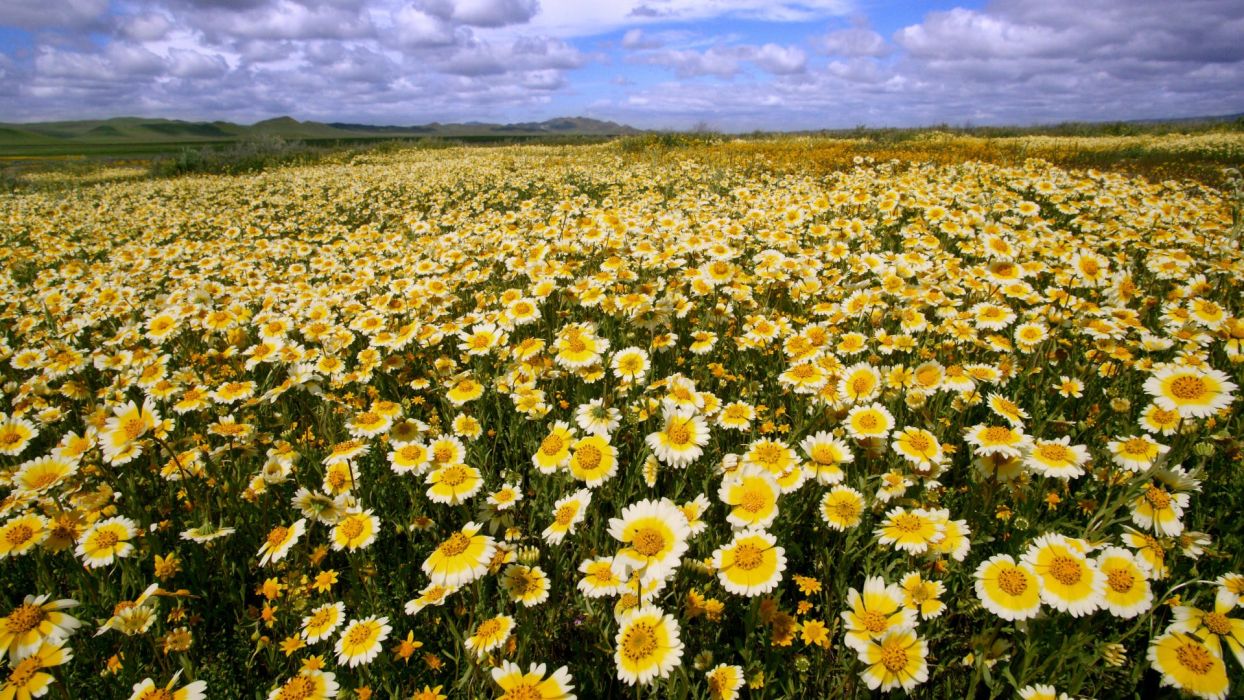 Flowers fields California national monument buttercups wallpaper