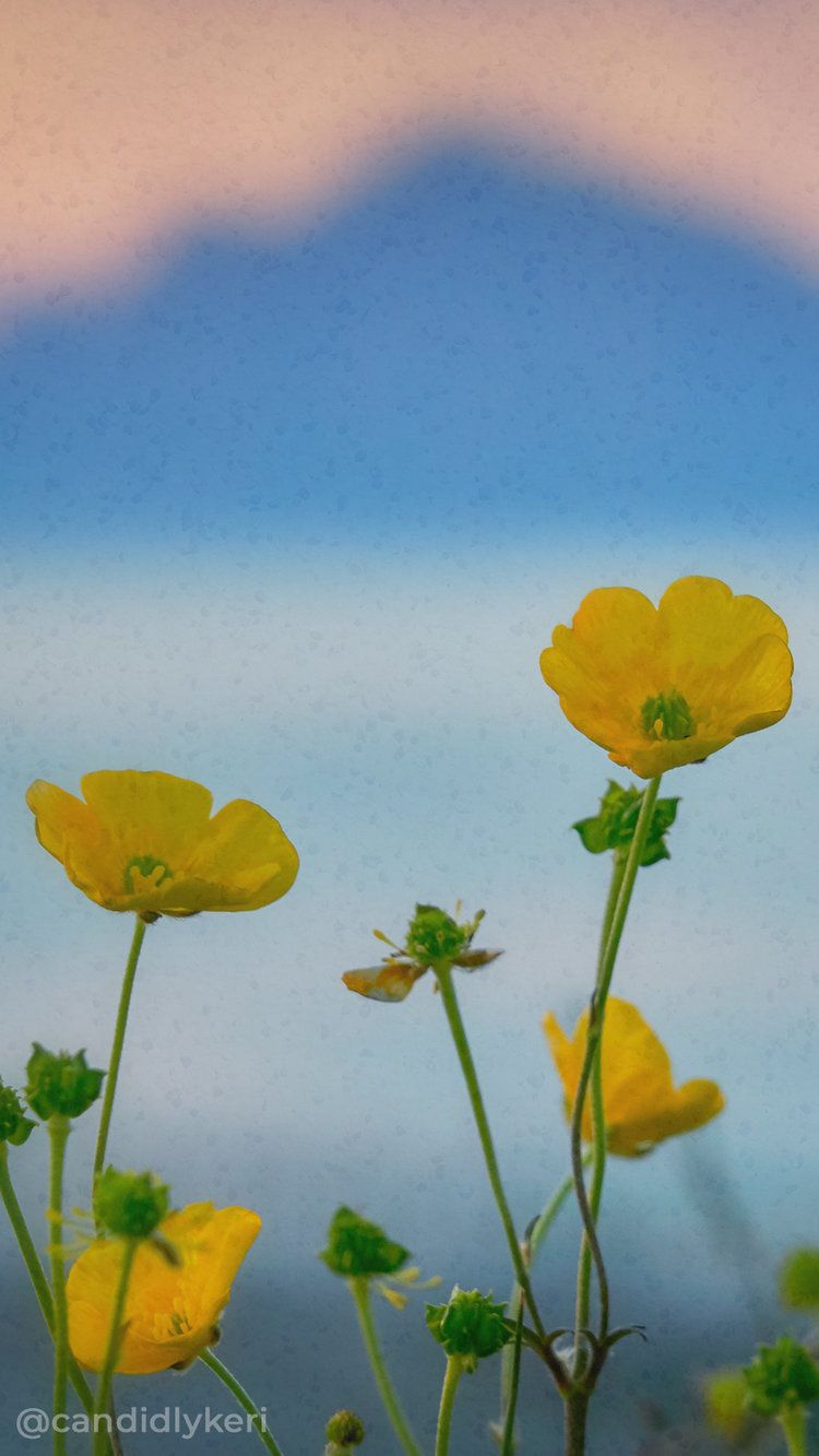 field of wildflowers yellow buttercup background wallpaper you can