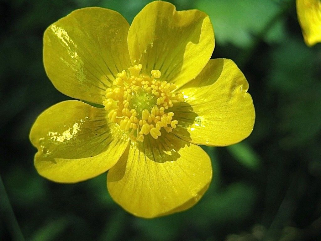 Buttercups and Daisies: Beautiful Wildflowers of Spring and Summer