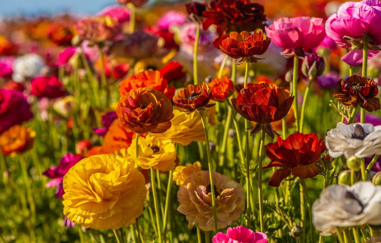 Wallpaper field, the sun, flowers, colorful, bokeh, buttercups