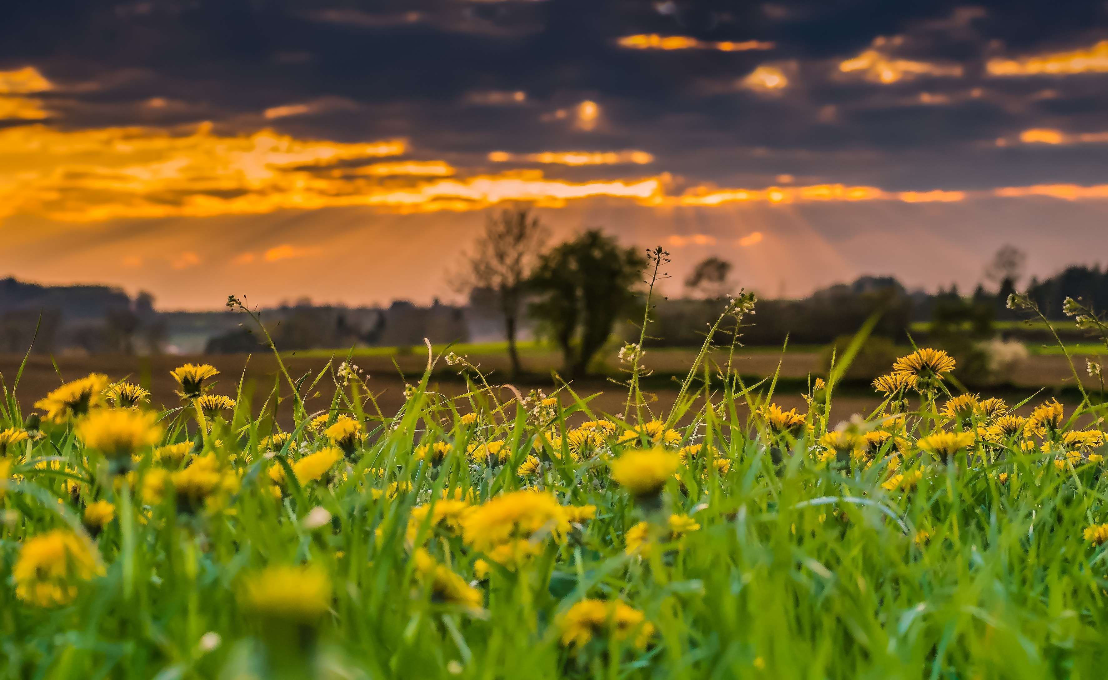 back light, background, blade of grass, bloom, blossom, buttercup