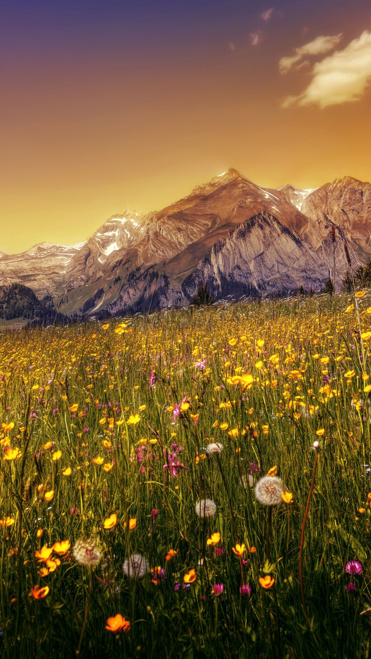 Wallpaper Dandelion flowers, Buttercup field, Mountains, HD, 4K