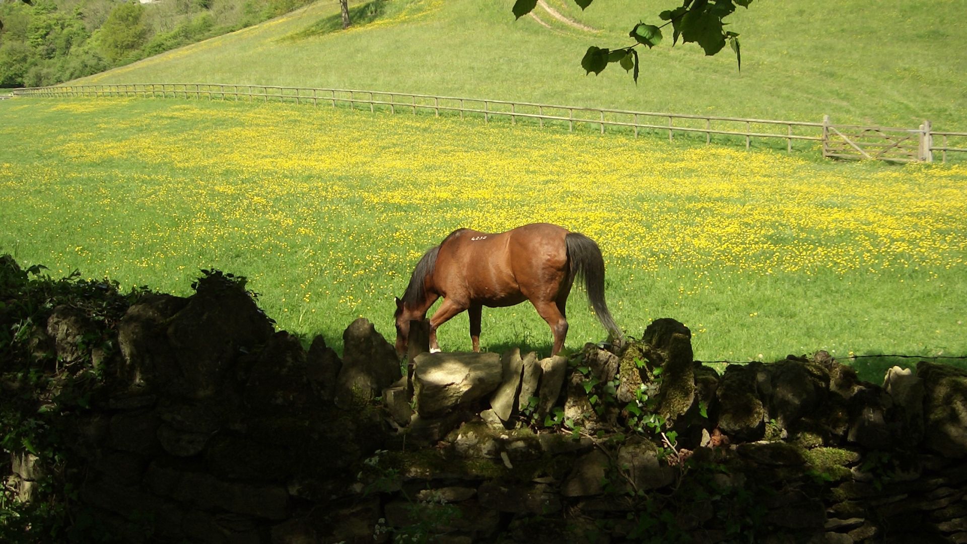Free download Horse in a field of buttercups English Cotswold