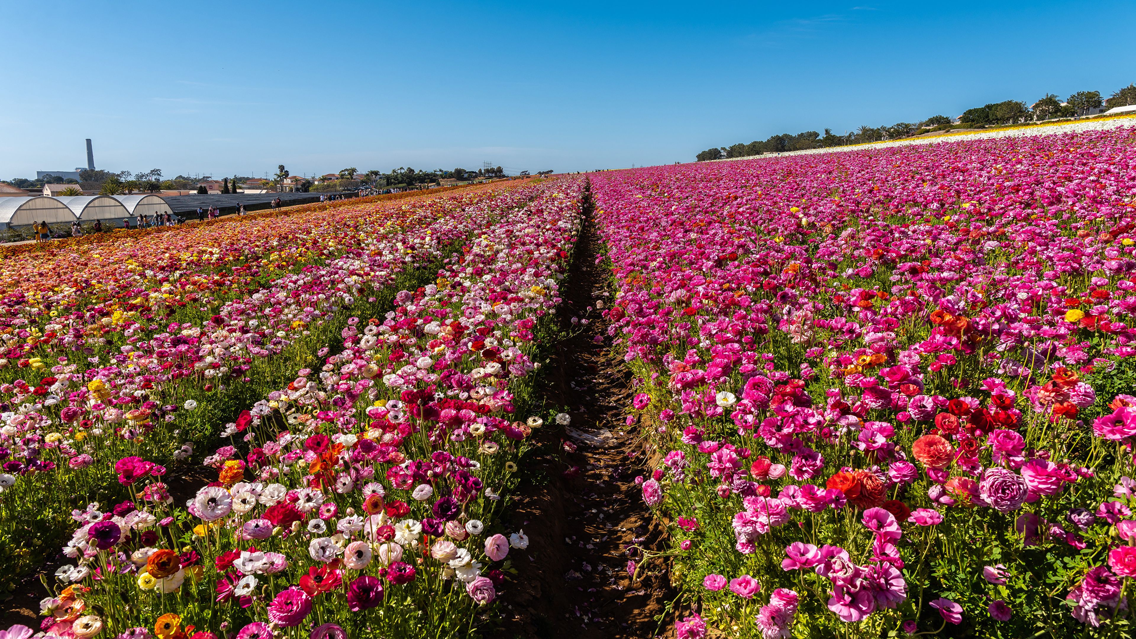 Picture California USA Multicolor Fields Flowers 3840x2160