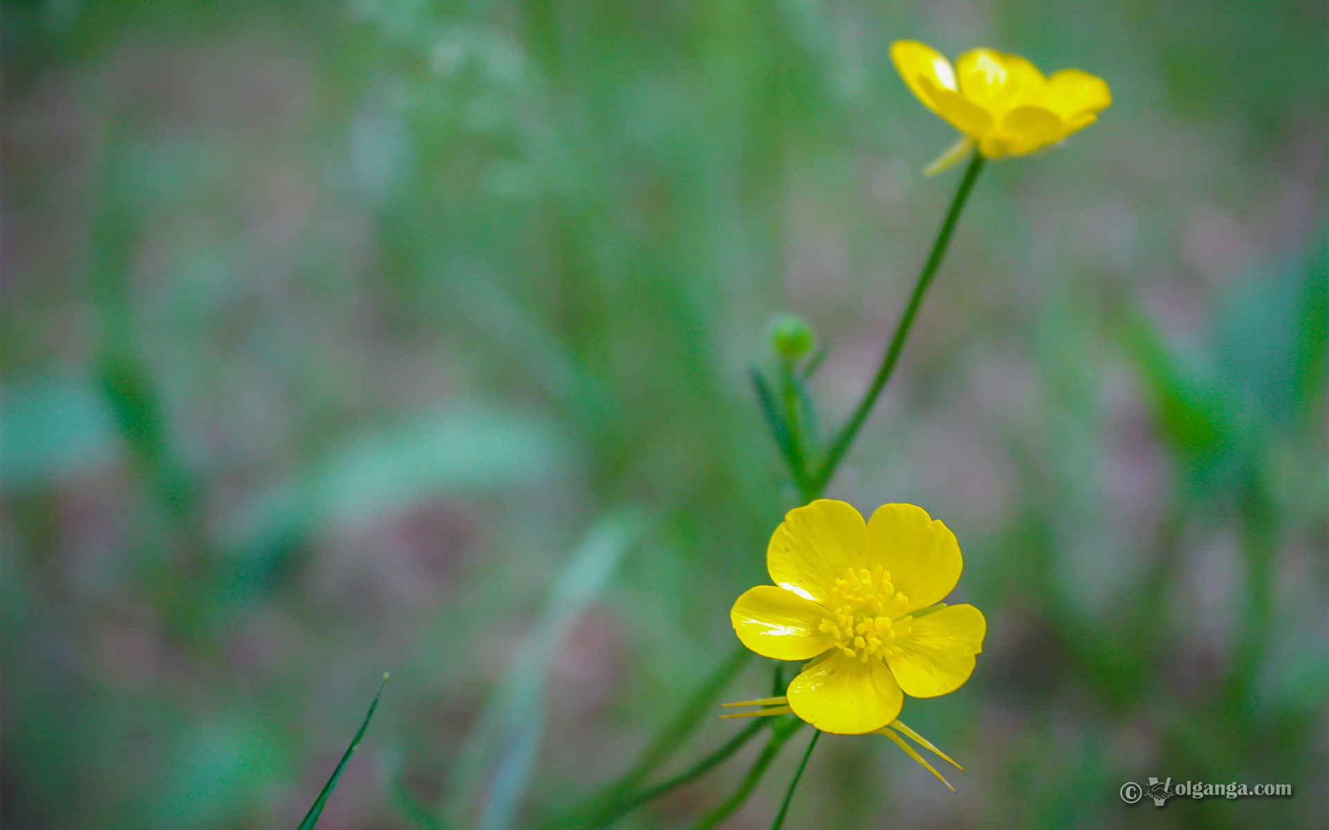 Cute wild flowers of Russia (exclusive HD wallpaper)