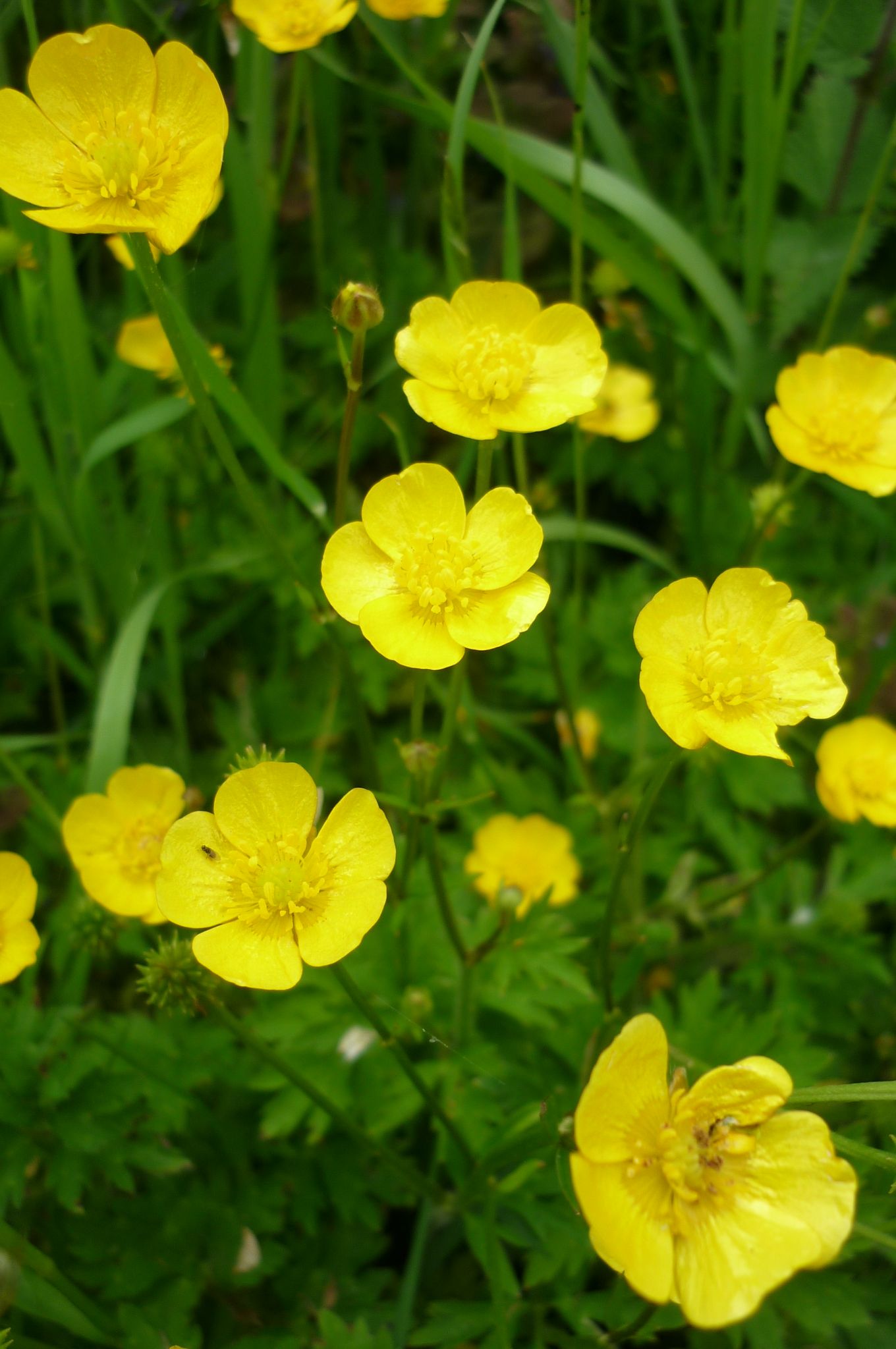 One legend says fairies created buttercups. When a group