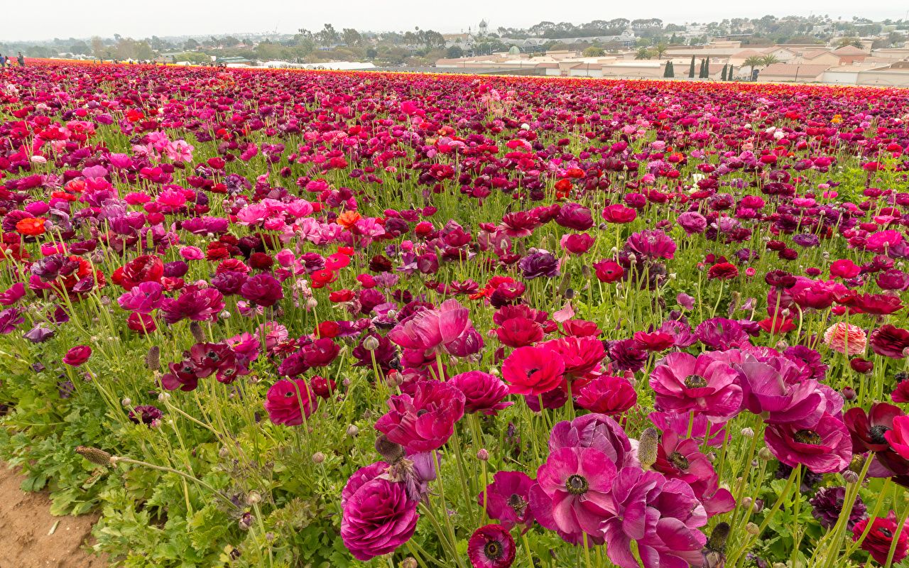 image Wine color Fields flower spearworts