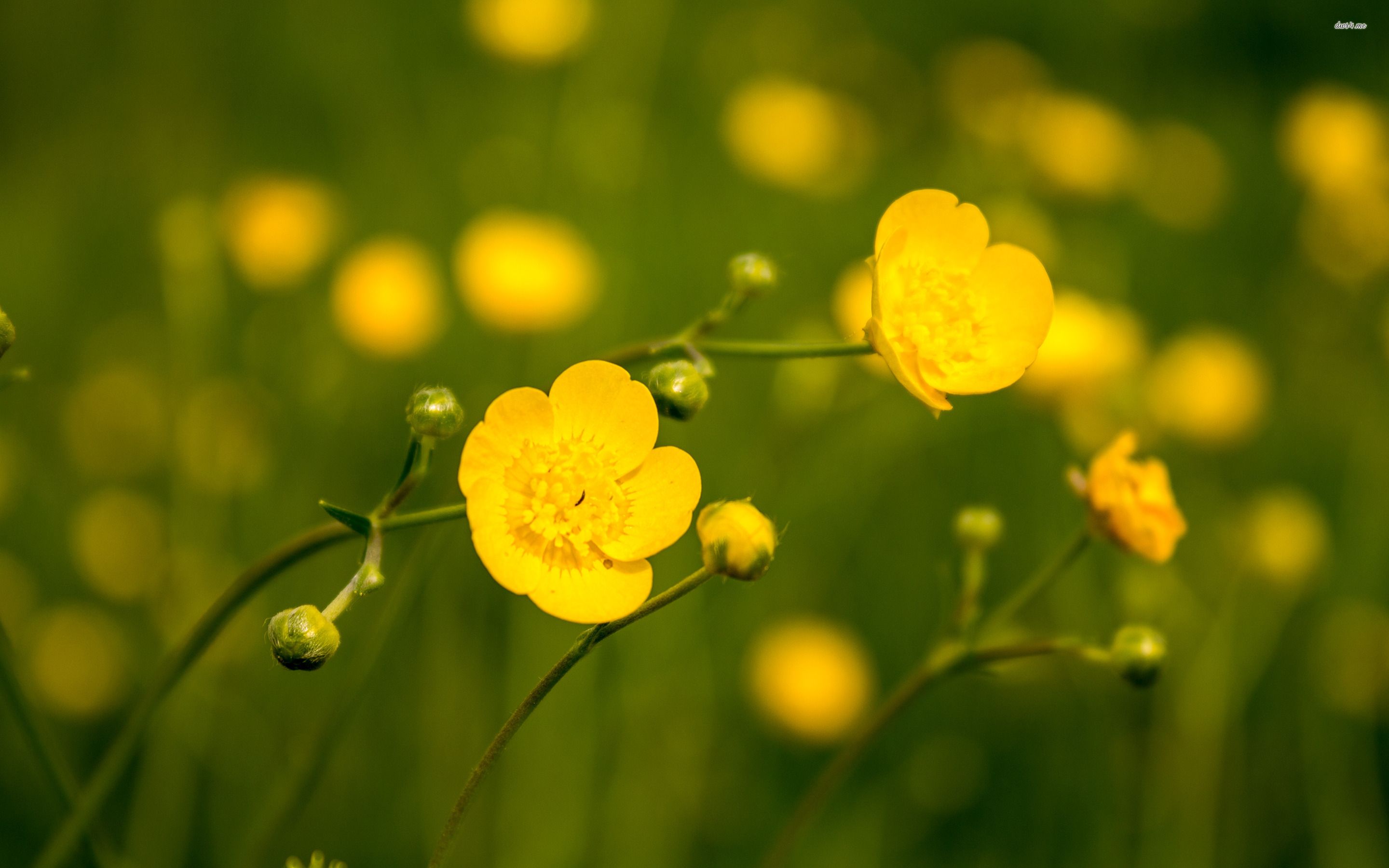 Field Of Buttercups Wallpapers - Wallpaper Cave