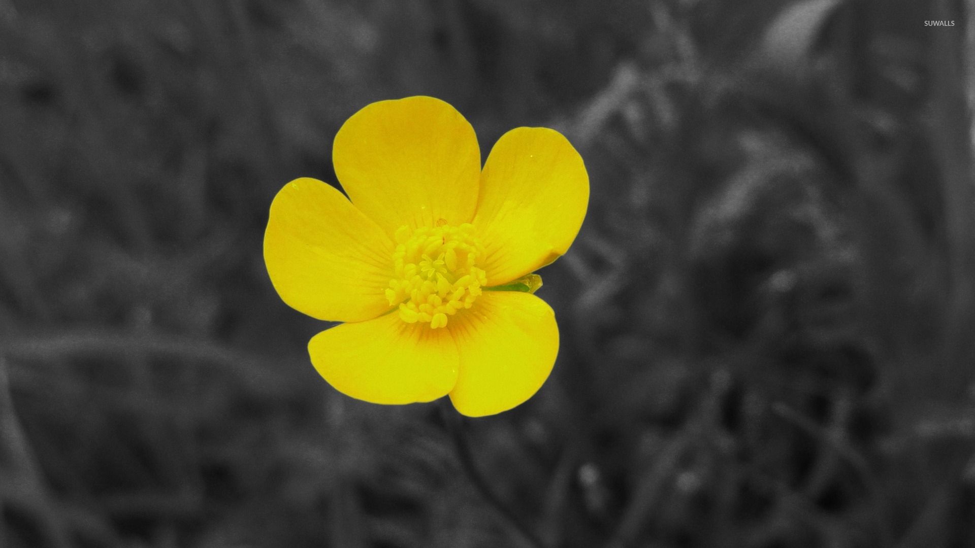 buttercup wallpaper｜TikTok Search