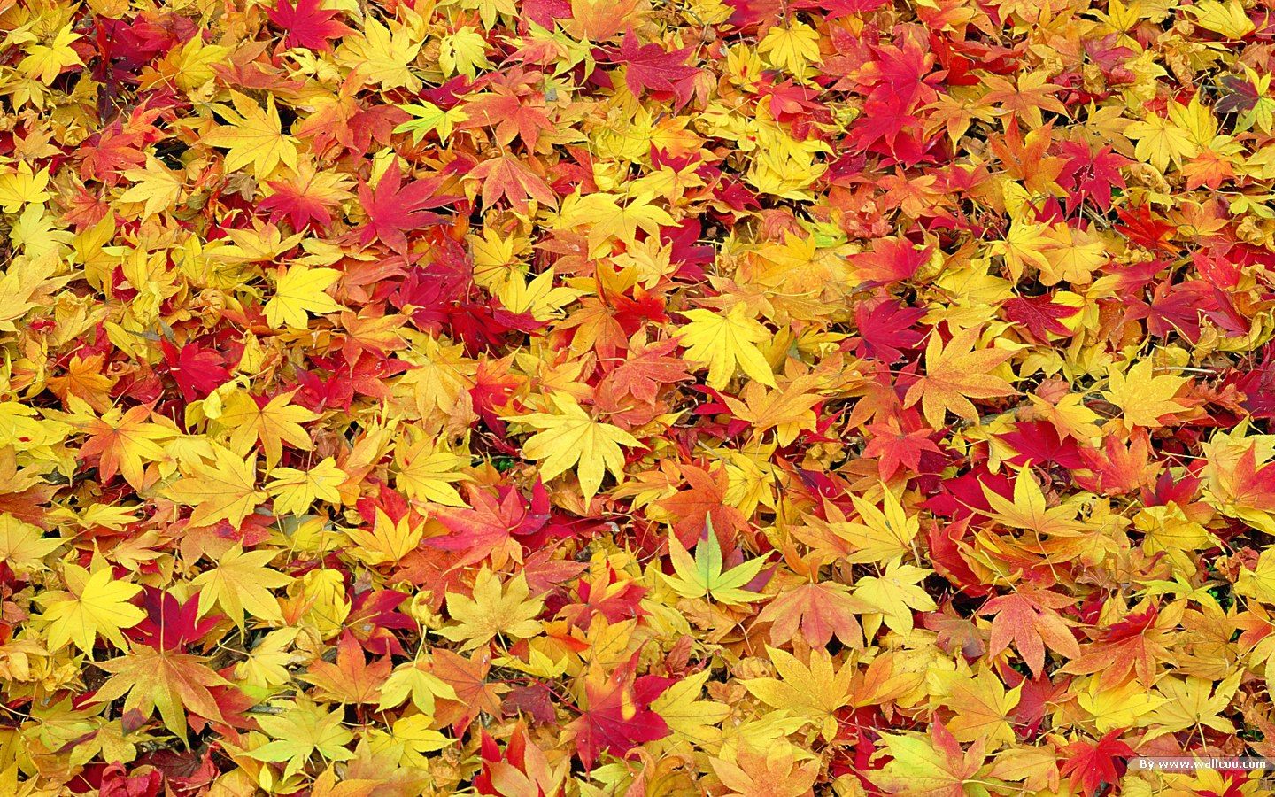 Free download HD Fall Nature Wallpaper Desktop Spring Winter