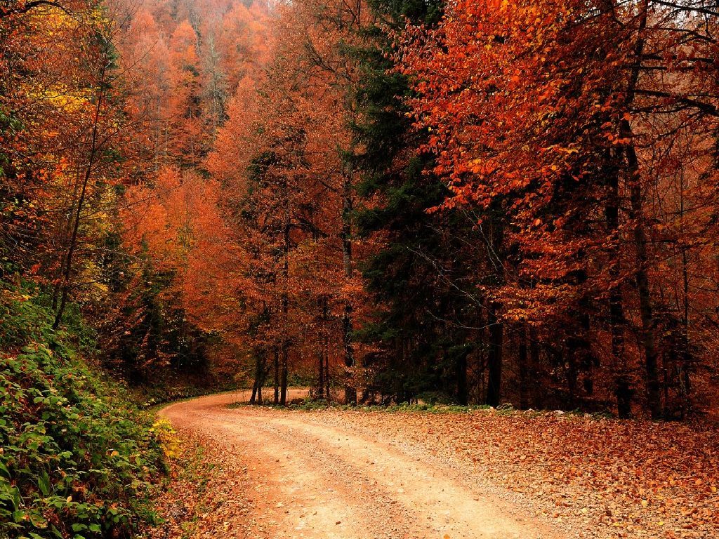 Free download Wallpaper Autumn Fall nature nature wallpaper