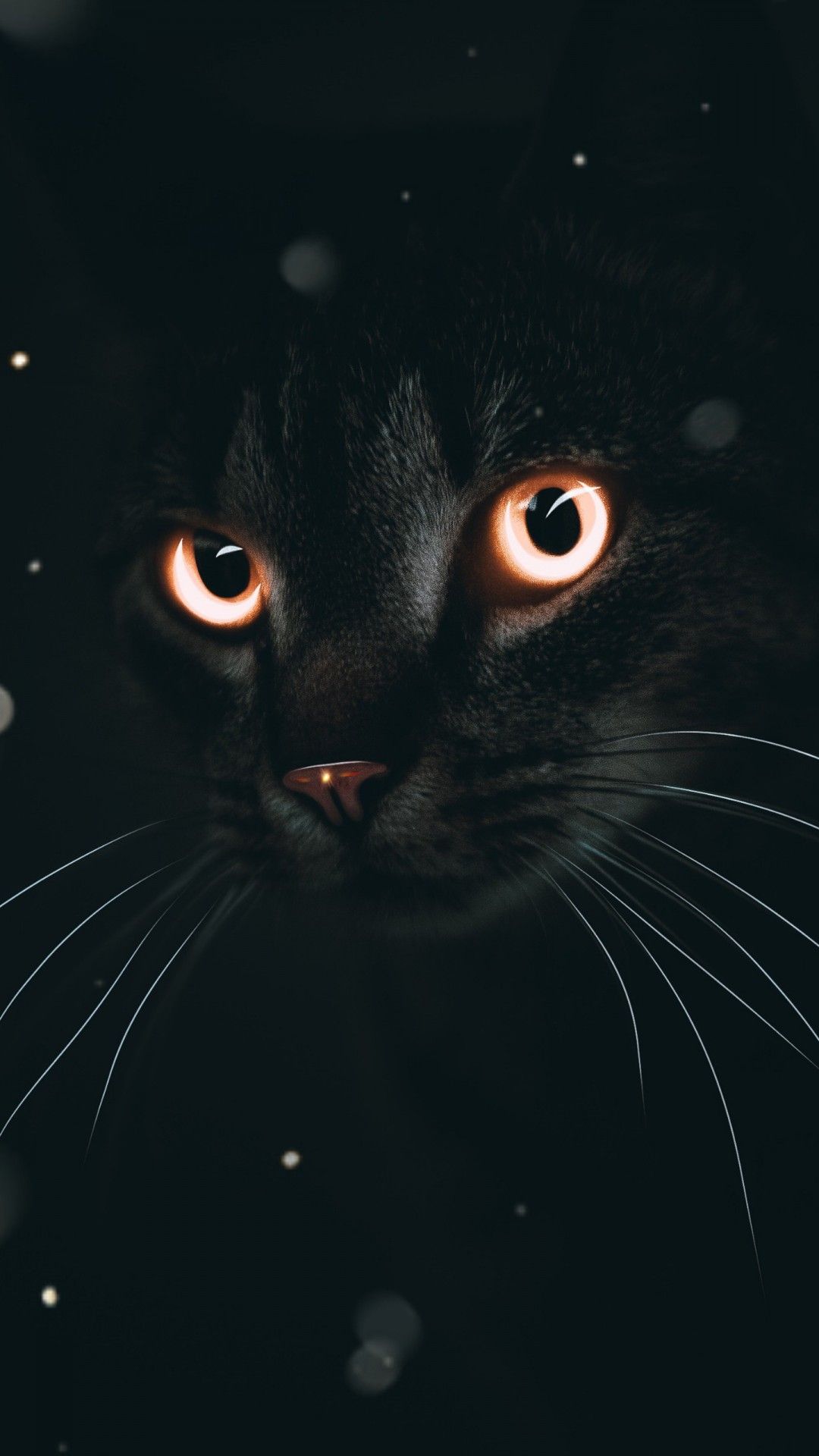 Black Cat Wallpaper Android