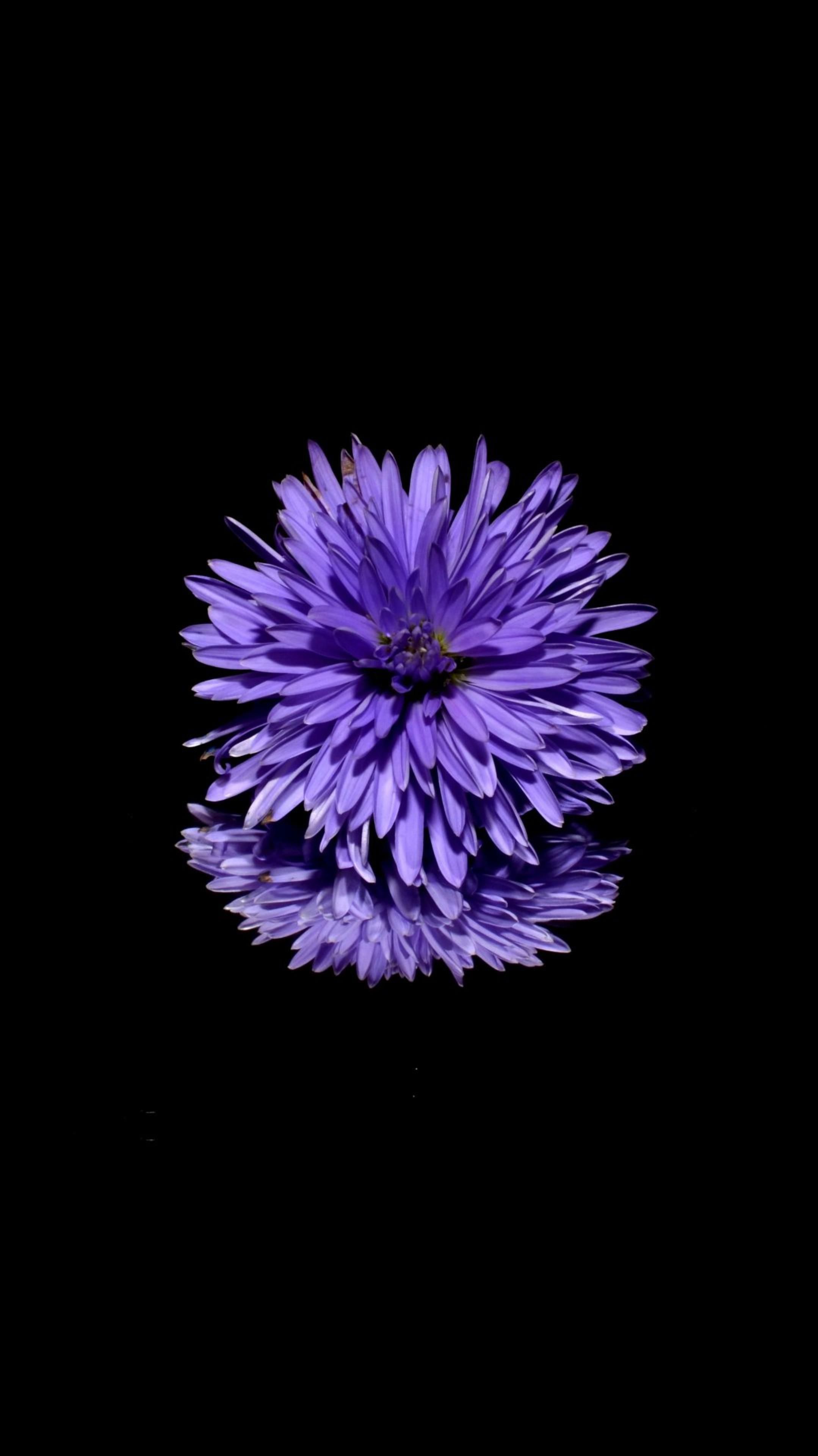 AMOLED Flower Wallpaper. Flower iphone wallpaper, Purple flowers wallpaper, iPhone wallpaper violet