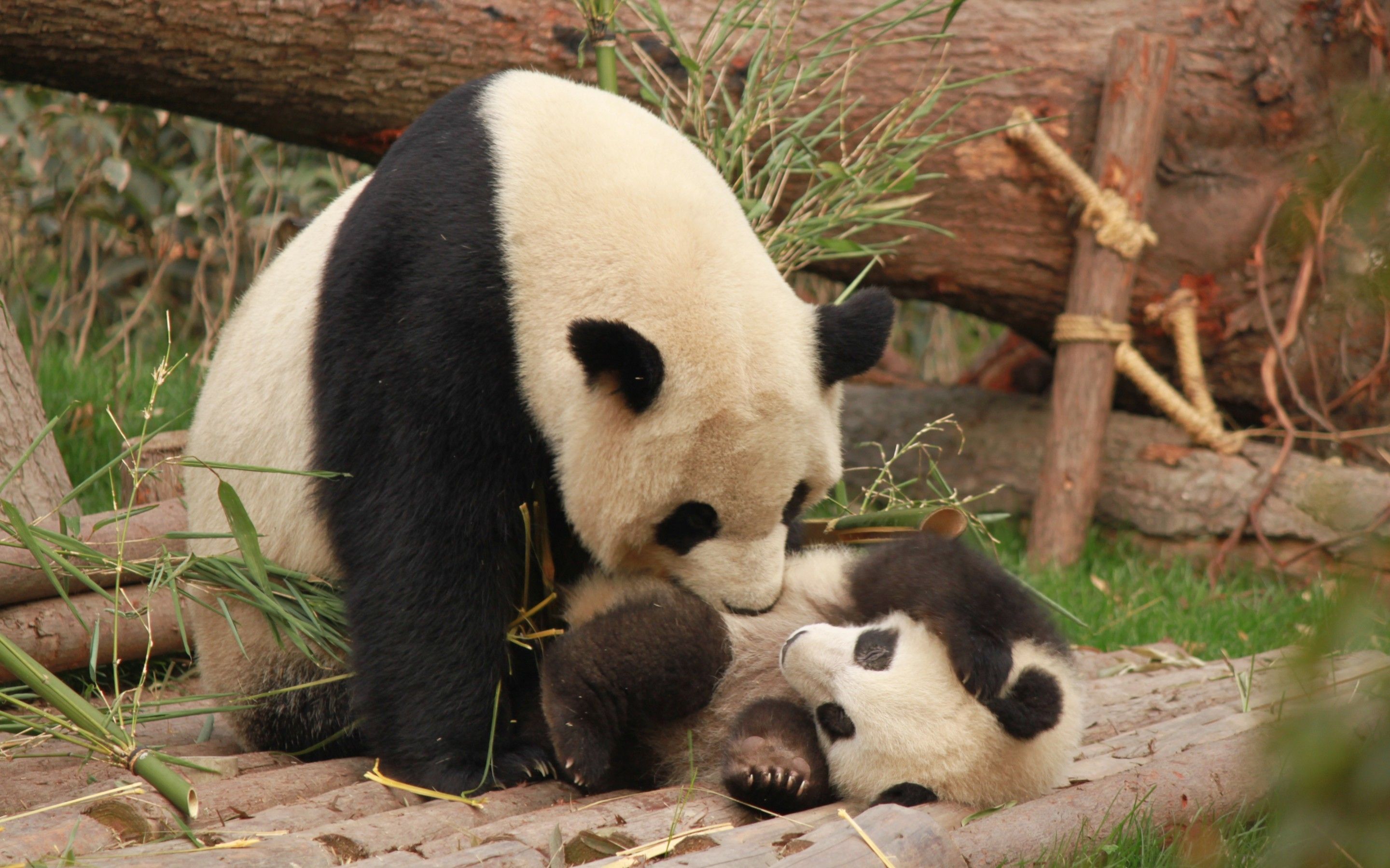 Download 2880x1800 Panda, Family, Cute, Playful Wallpaper