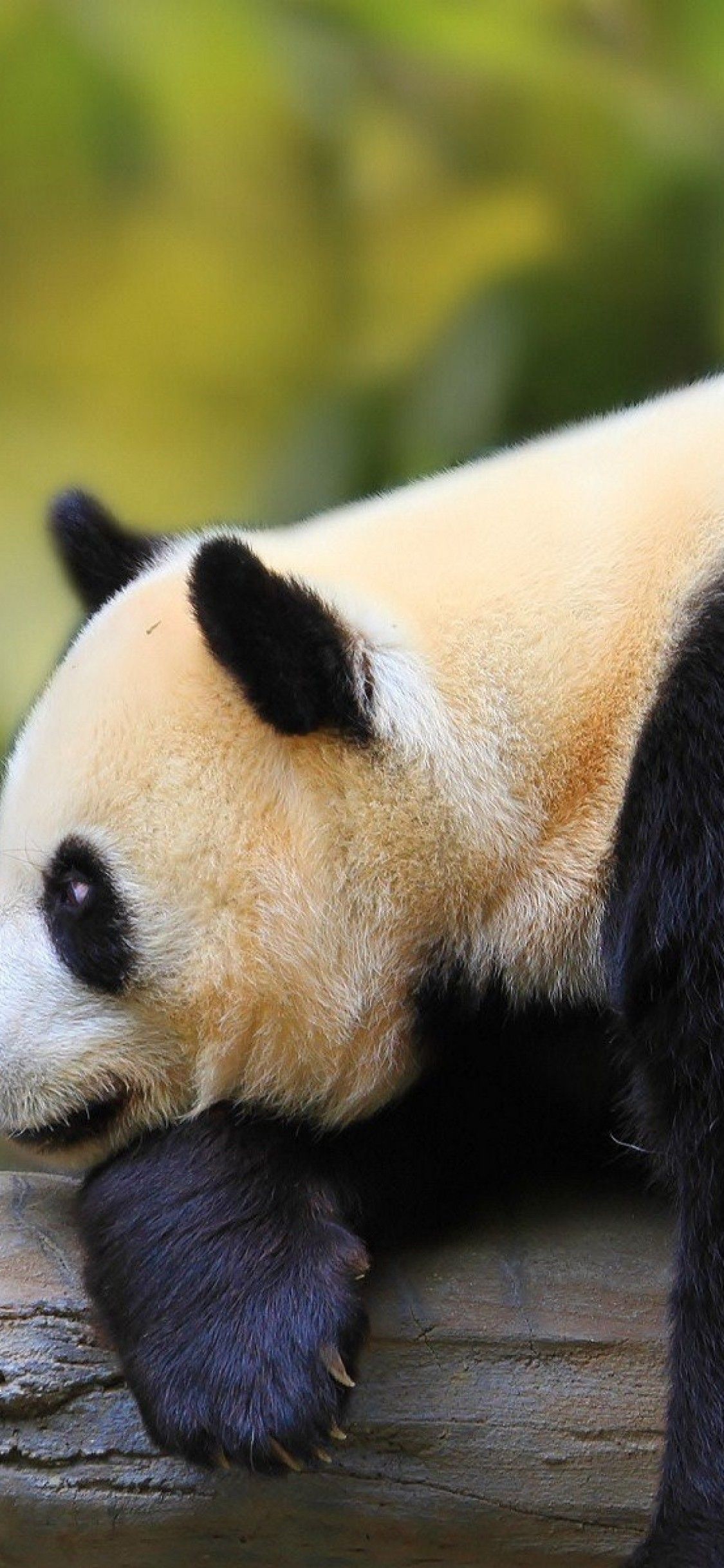 Download 1125x2436 Panda Family, Cute, Fluffy, Wood Wallpaper