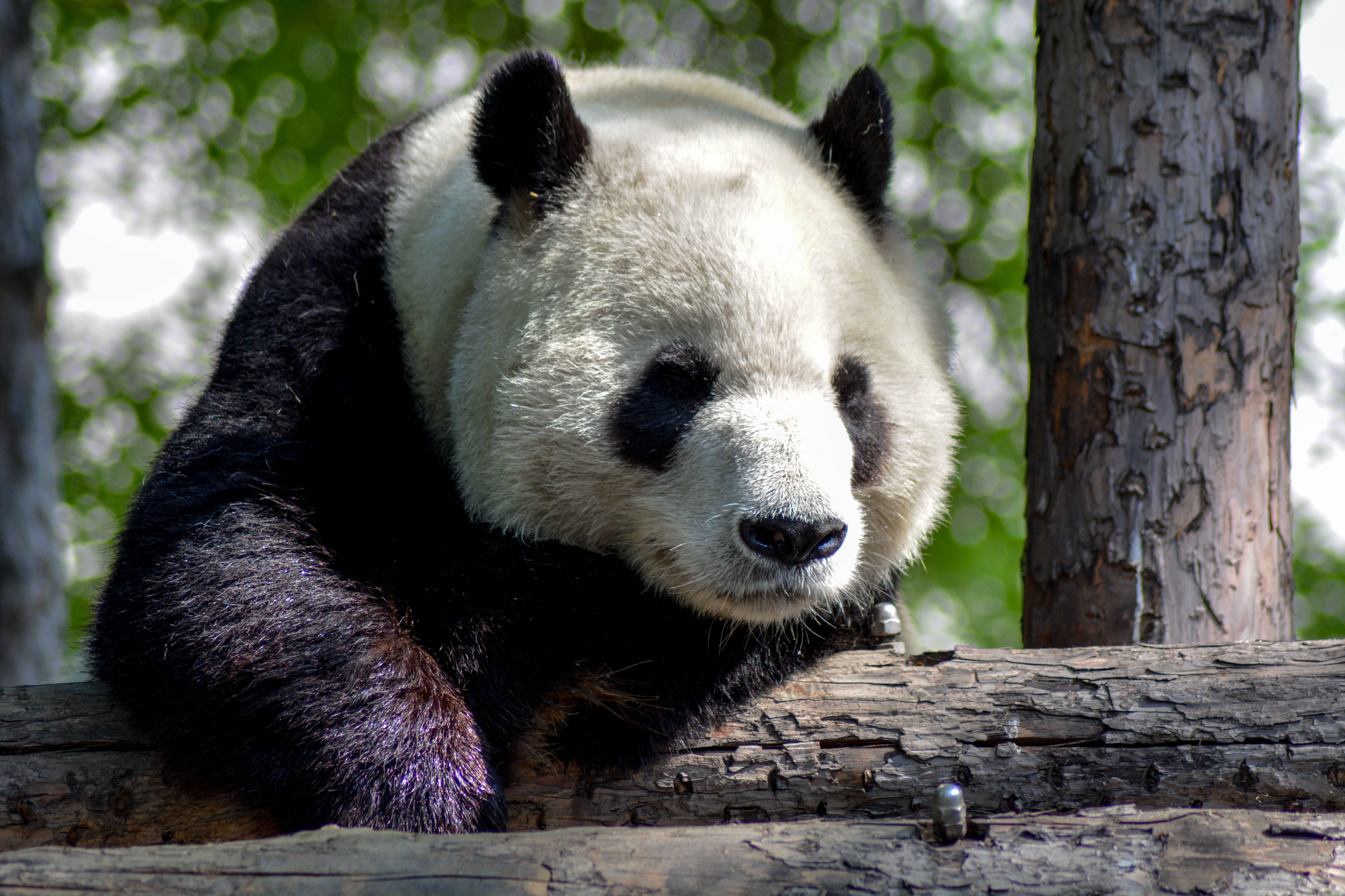 Panda Picture. Download Free Image