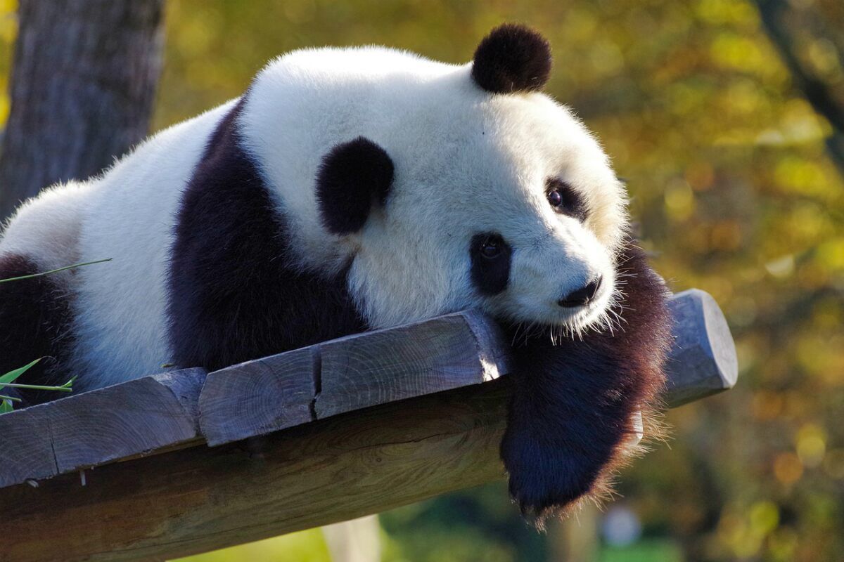 Giant Panda 3D View on Google Not Working, View Cutest HD Photo