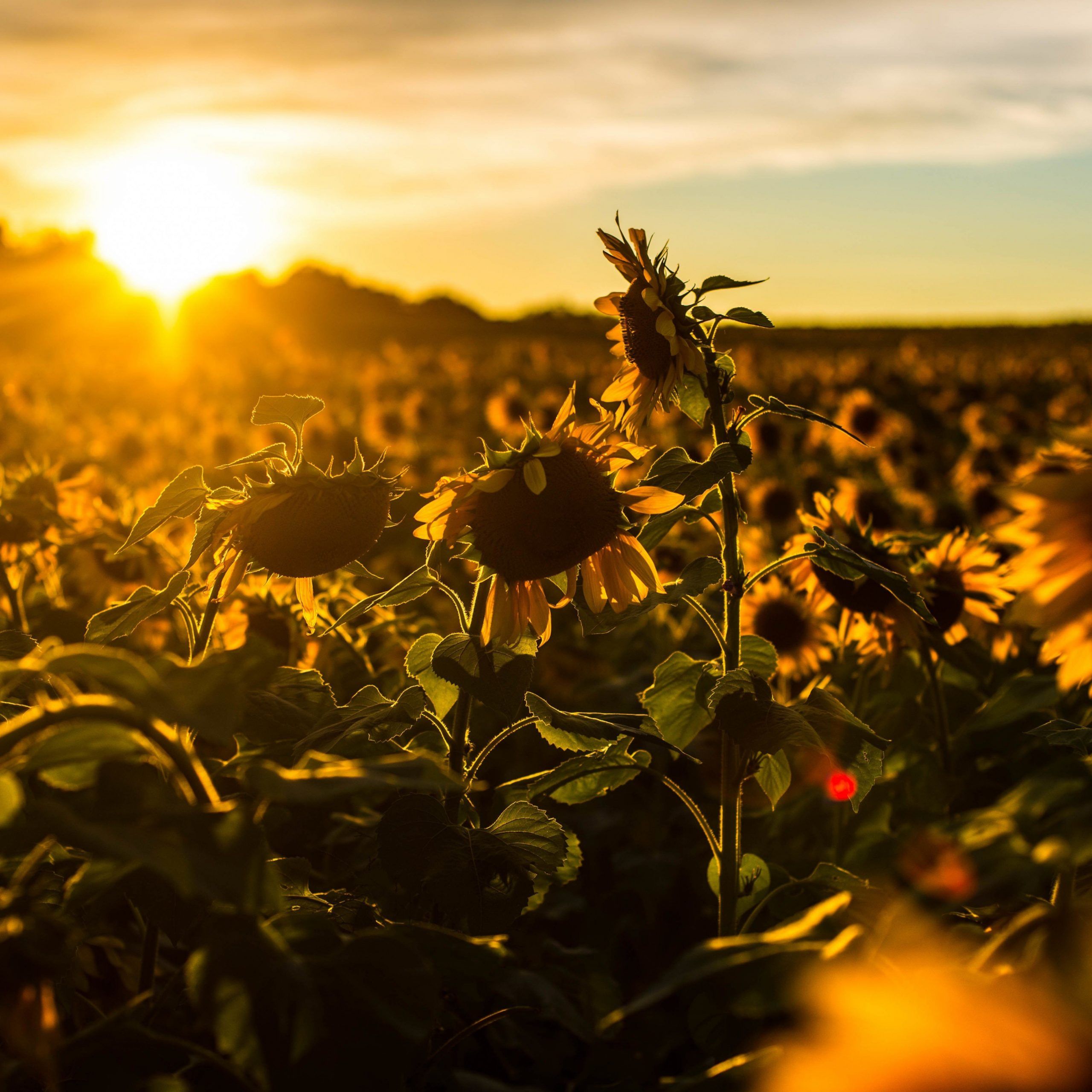 Things To Know About Vintage Tumblr Wallpaper