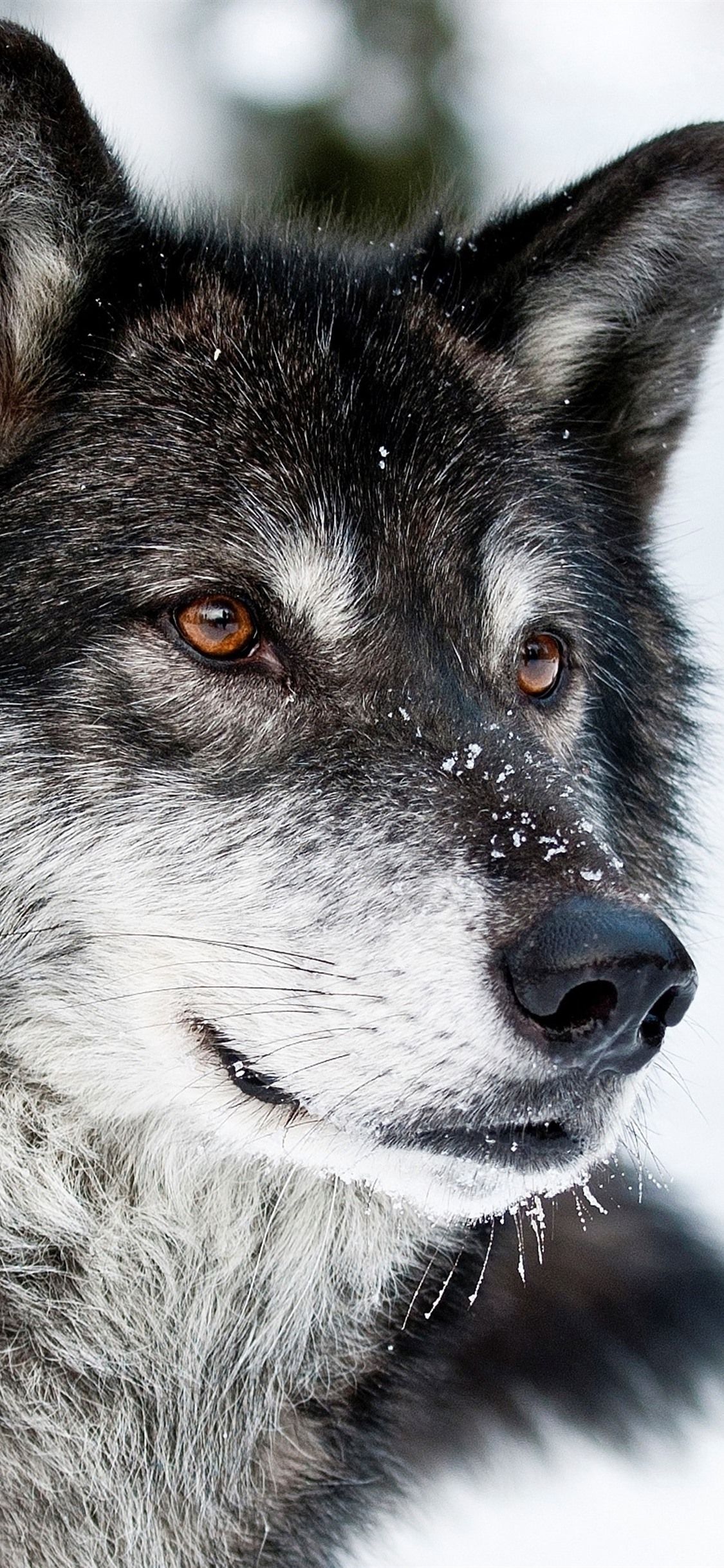 Wolf, Face, Snow, Winter, Wildlife 1125x2436 IPhone 11 Pro XS X