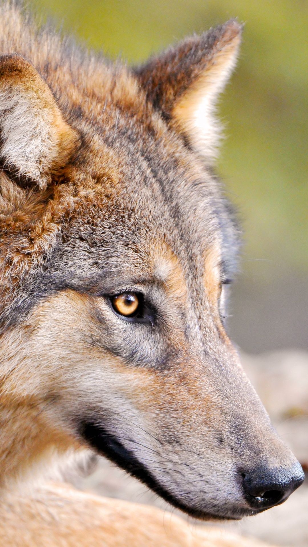Predator Wolf Face Wallpaper
