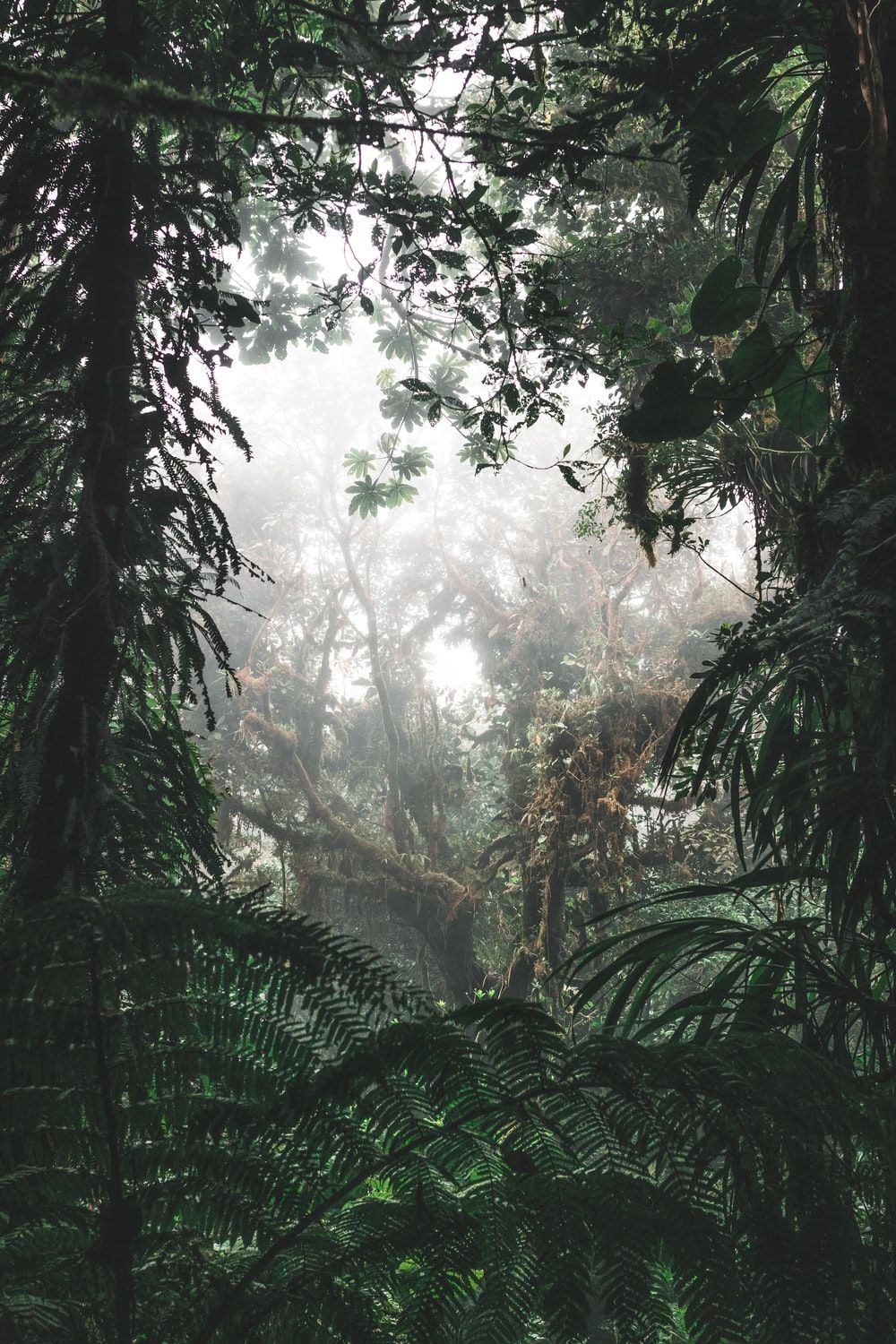 Stunning Rainforest Picture [HD]. Download Free Image