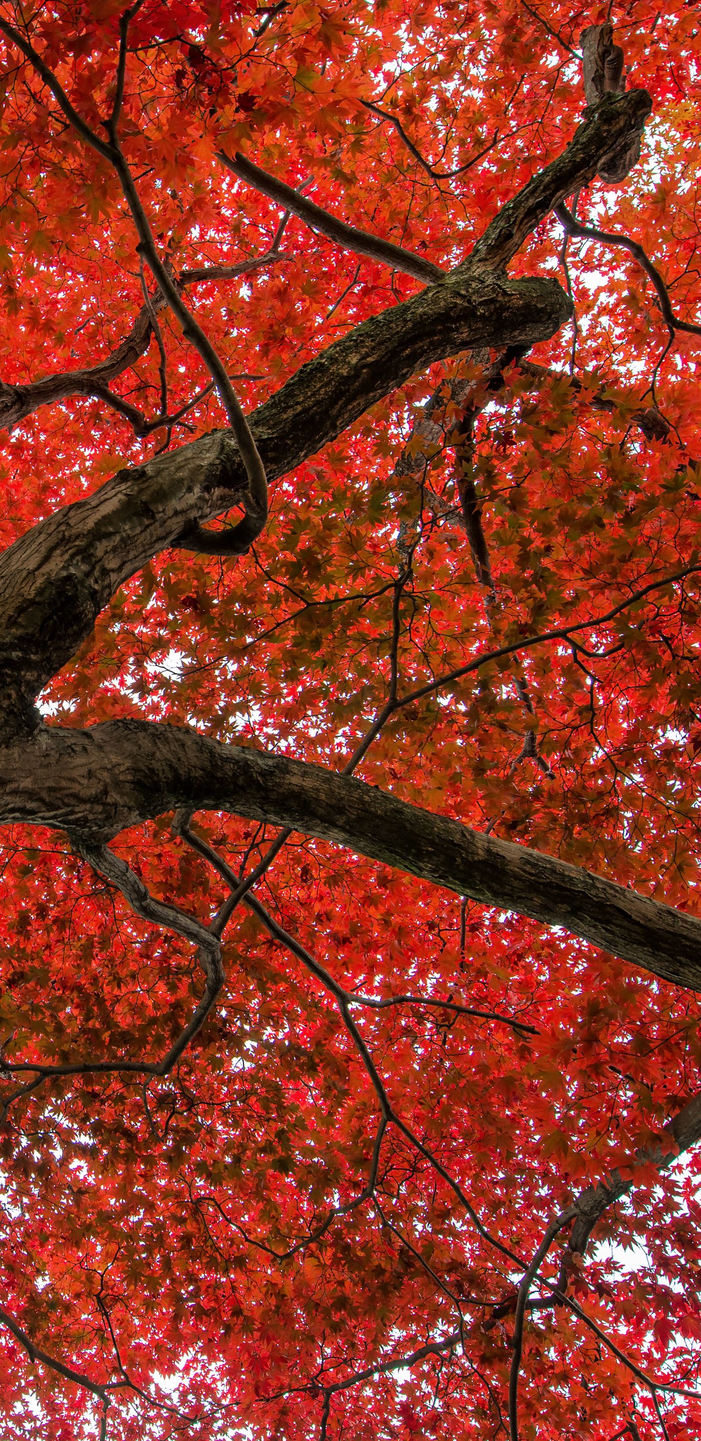Earth Maple Tree (1440x2960) Wallpaper