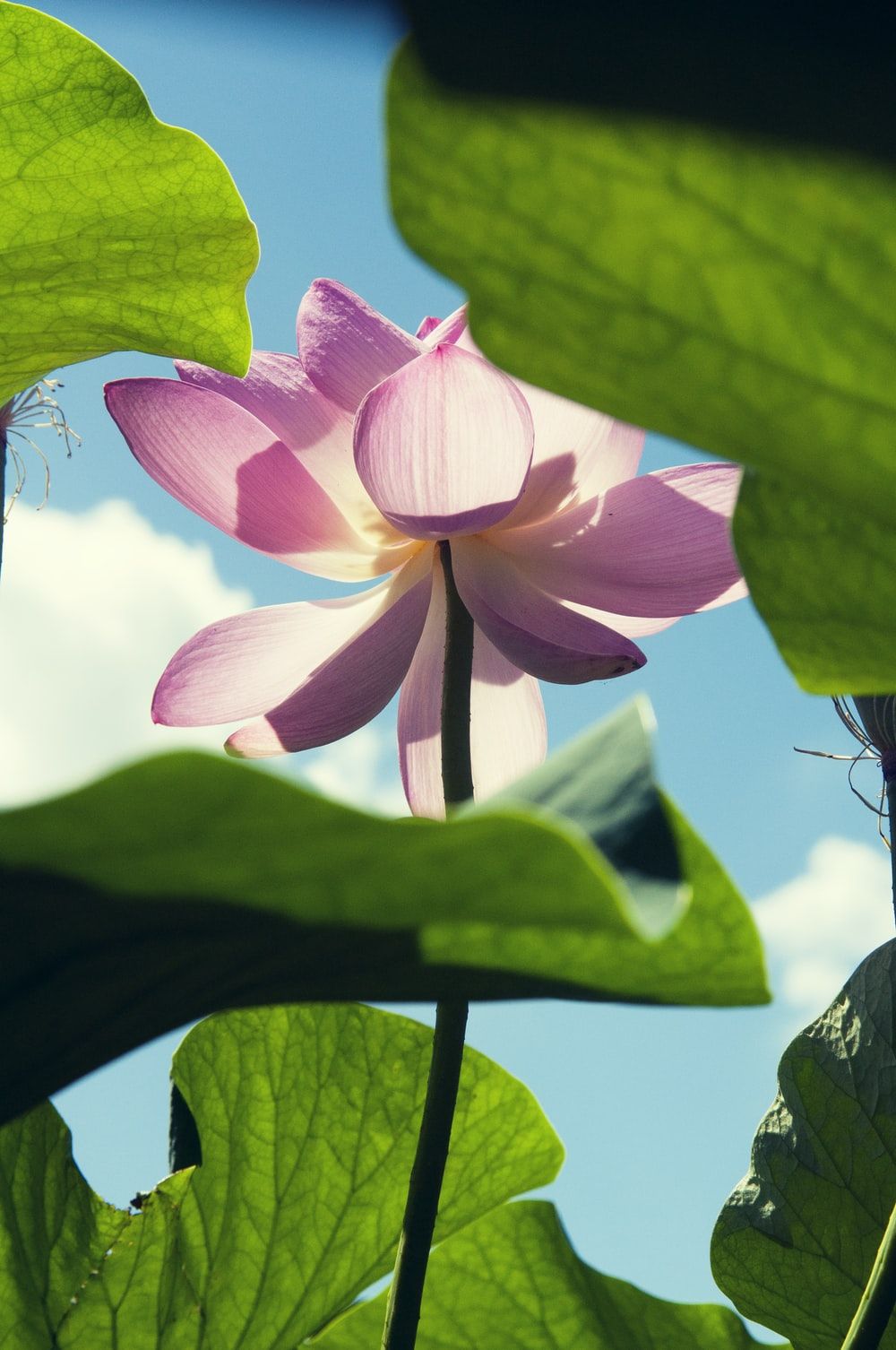 Lotus Flower Picture. Download Free Image