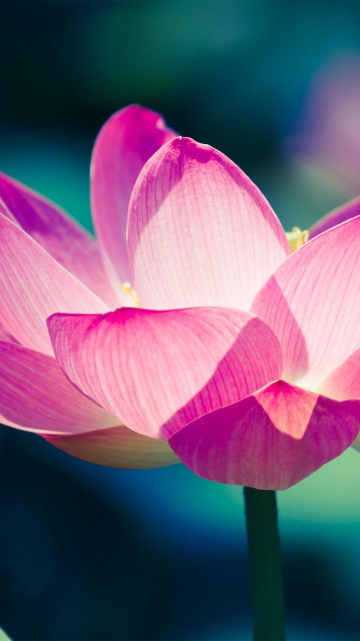 Wallpaper Lotus flower, Water lily, Pink, HD, Flowers