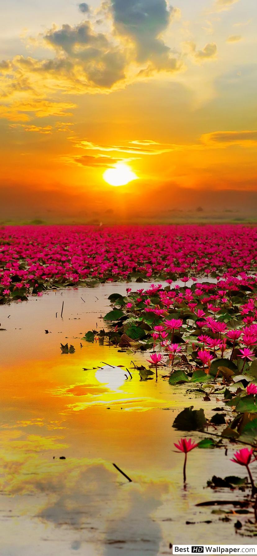 Pink Lotus Flowers in the Sunset HD wallpaper download