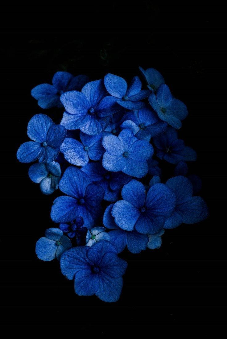 Dark Blue Flower Aesthetic Wallpapers - Wallpaper Cave