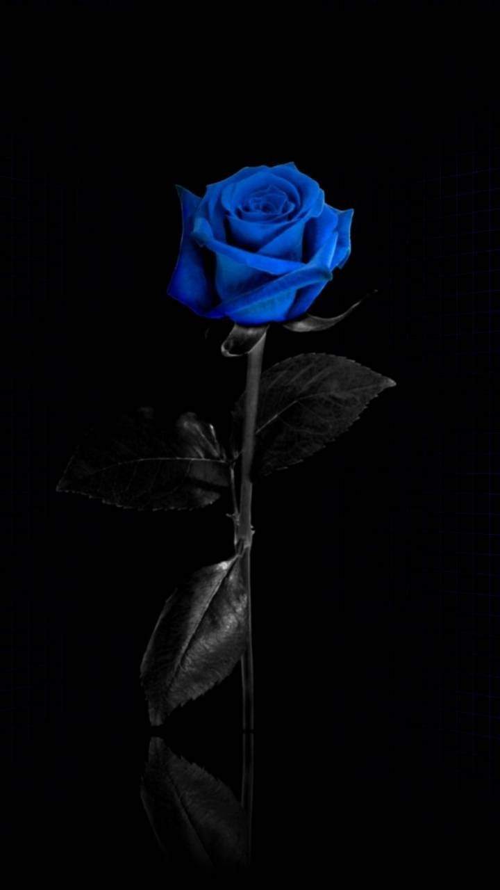 Blue aesthetic flowers HD phone wallpaper  Peakpx