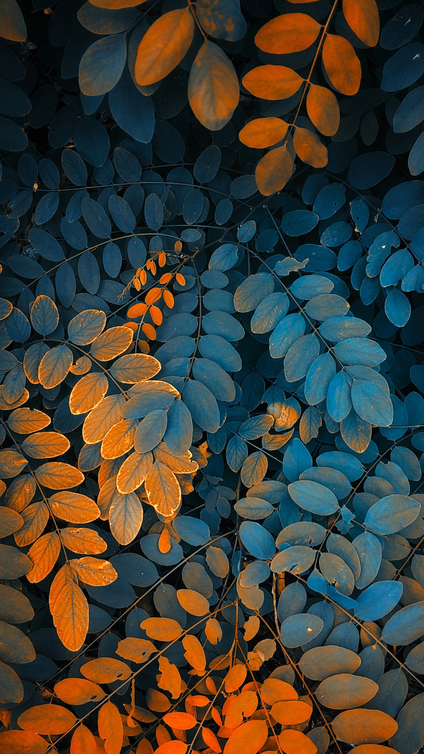 Autumn Leaves 4K Wallpaper
