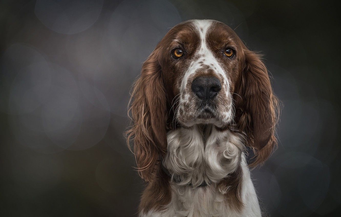 Wallpaper look, face, background, portrait, dog, The Welsh