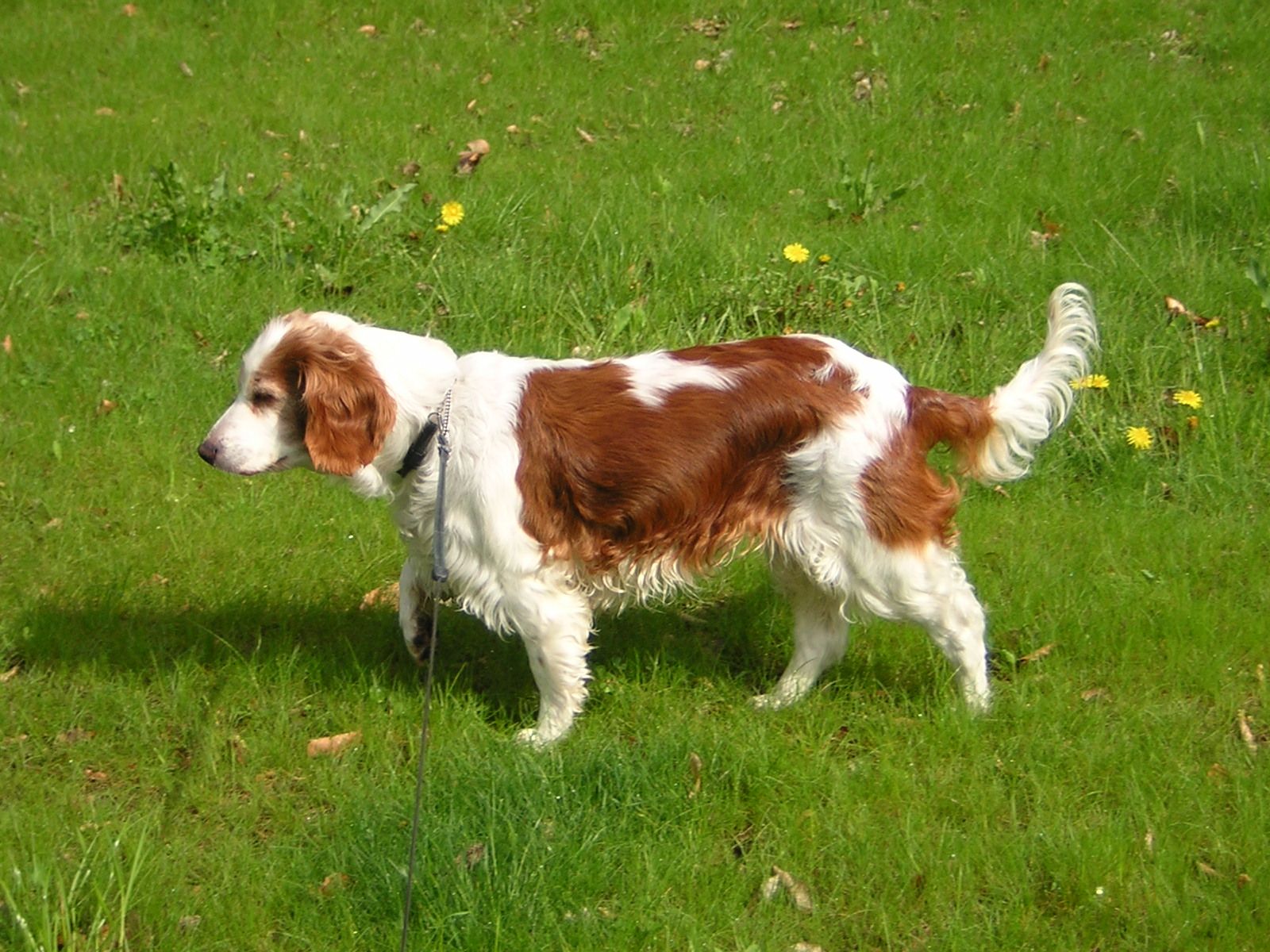 Welsh Springer Spaniel dog on the grass photo and wallpaper