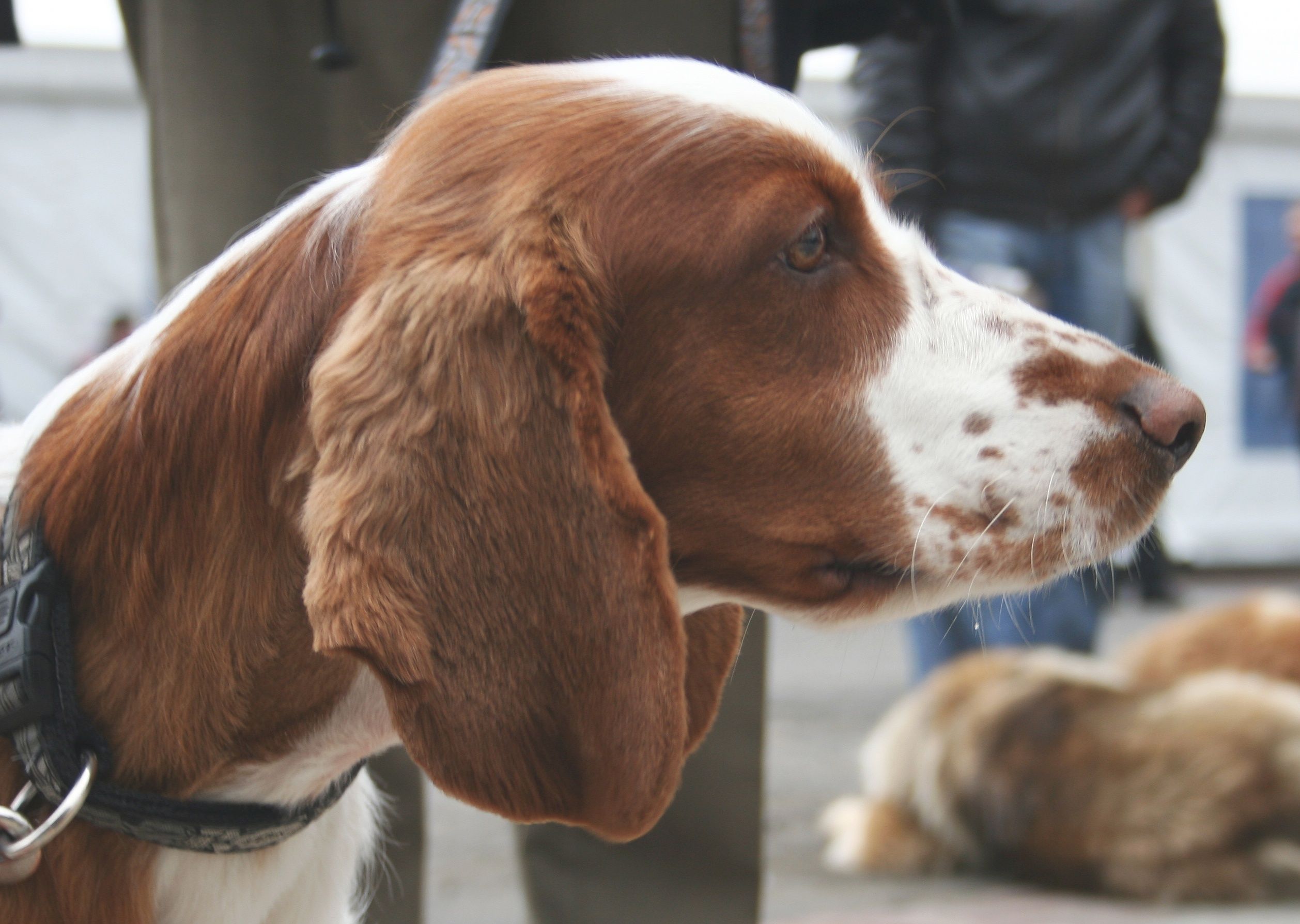 Cute Welsh Springer Spaniel dog facce photo and wallpaper