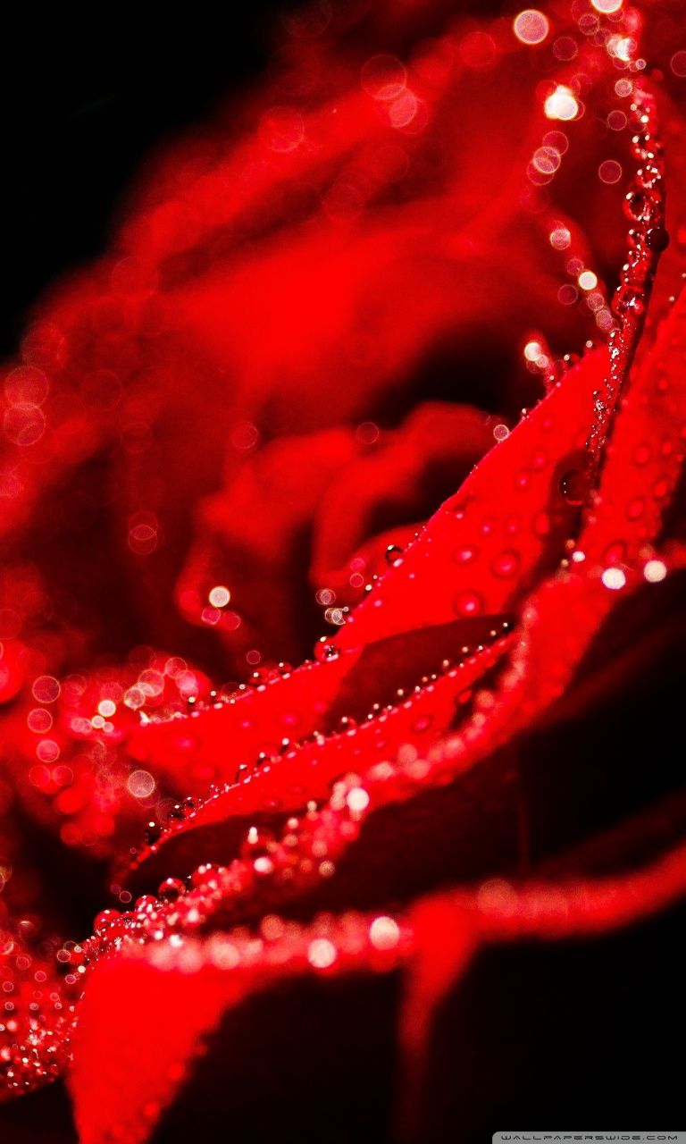 Love Rose Ultra HD Desktop Background Wallpaper for 4K UHD TV