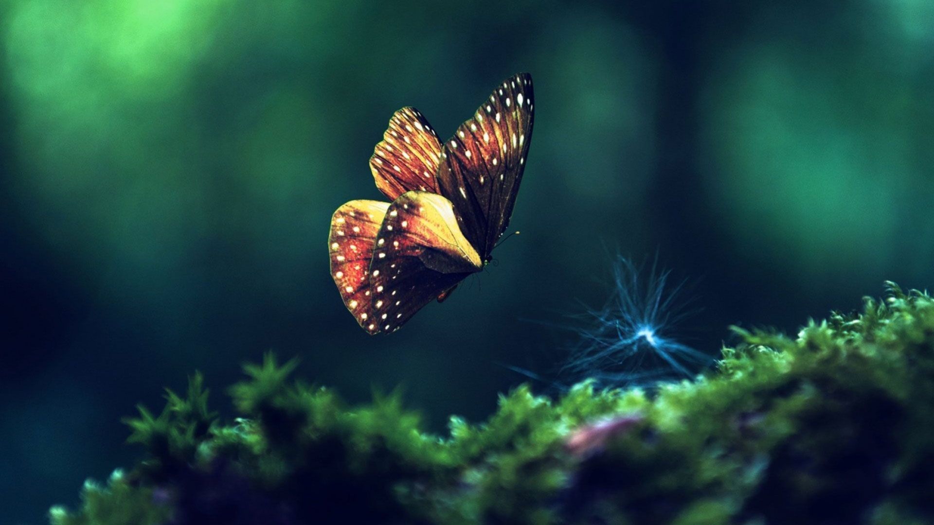 BEAUTIFUL BUTTERFLY MACRO ATTRACTIVE NATURE HD QUALITY DESKTOP